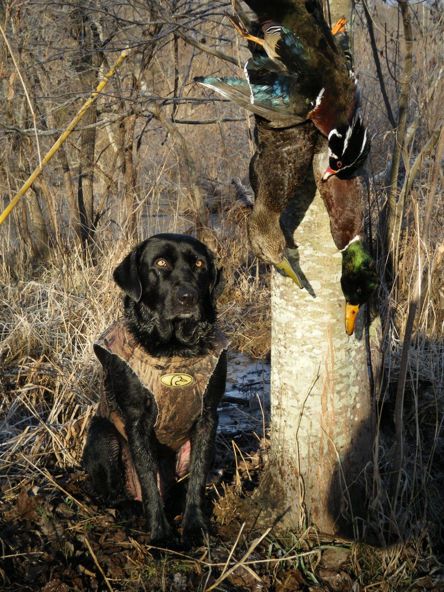 1536x2048 Hunting Dog Wallpaper