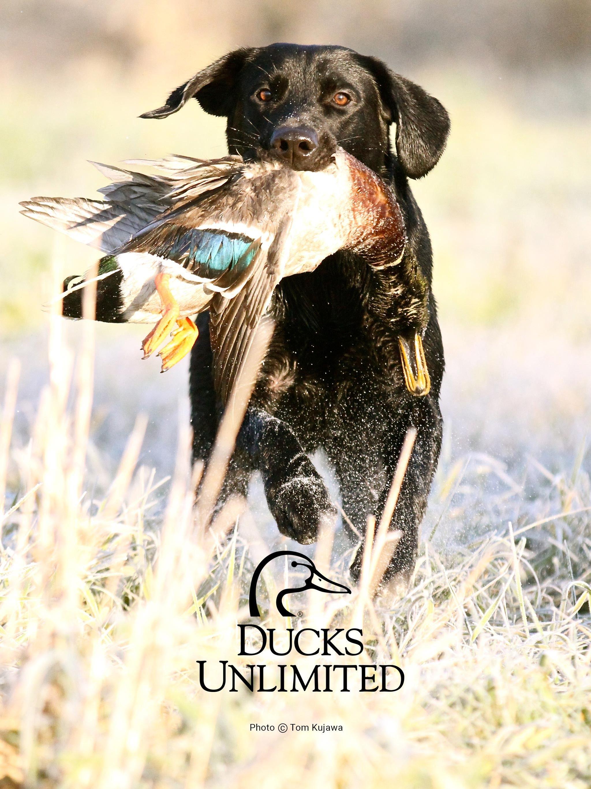 2048x2732 Hunting Wallpaper Cell Phones