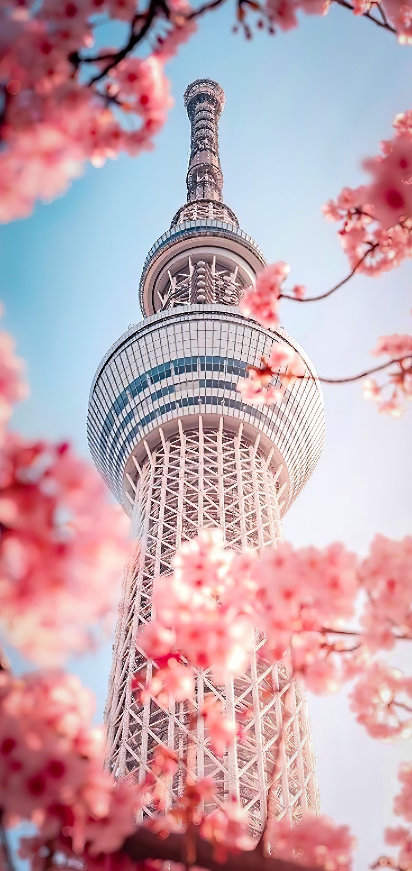 1422x3000 Wallpaper Korean Beautiful, Seoul, Korean, Flower, Daytime, Background Free Image