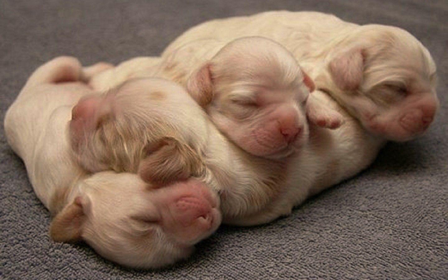 1440x900 HD Wallpaper, Download Animal Photo, Cute Animals, Best Friend
