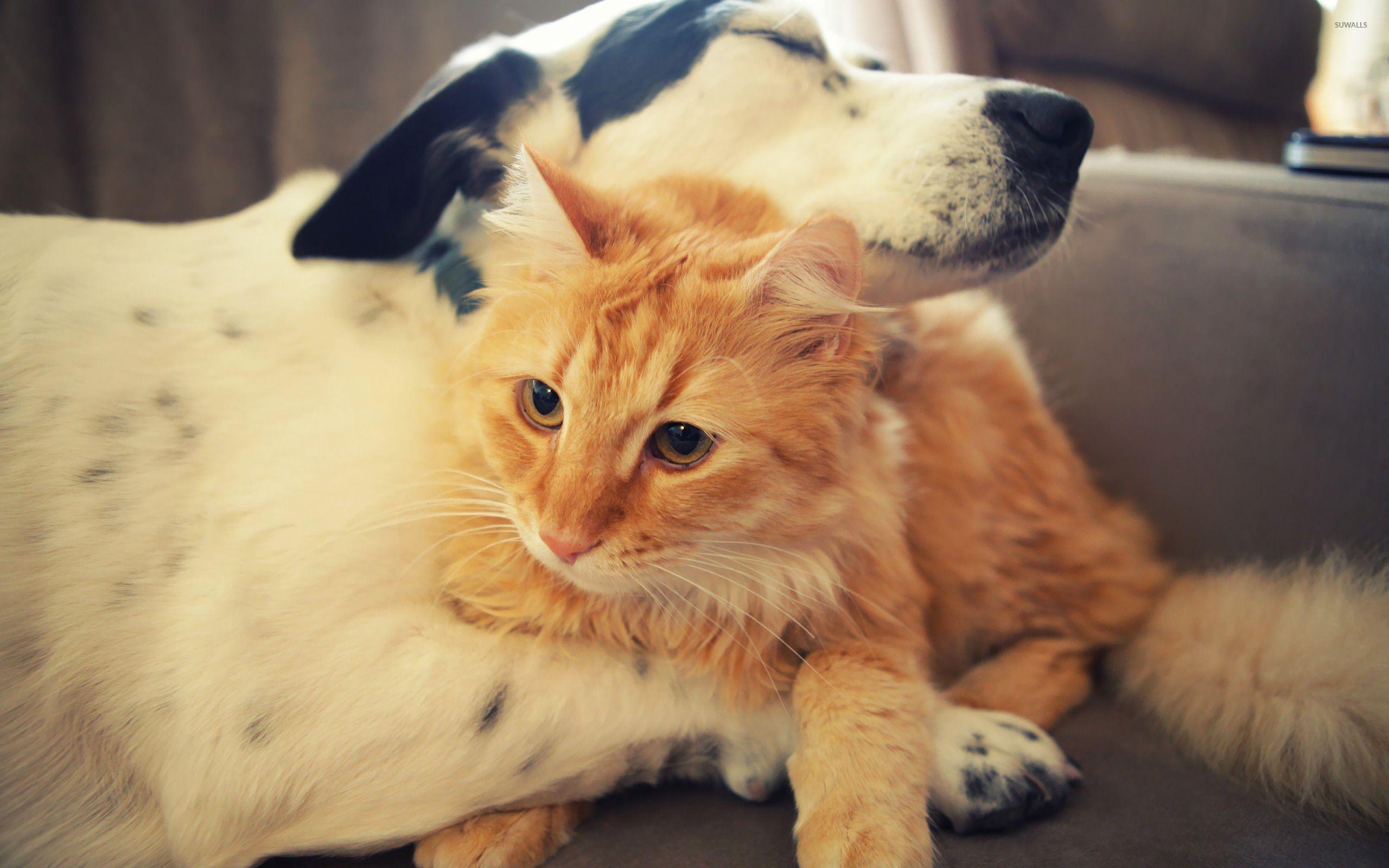 2560x1600 Cat and dog love wallpaper wallpaper