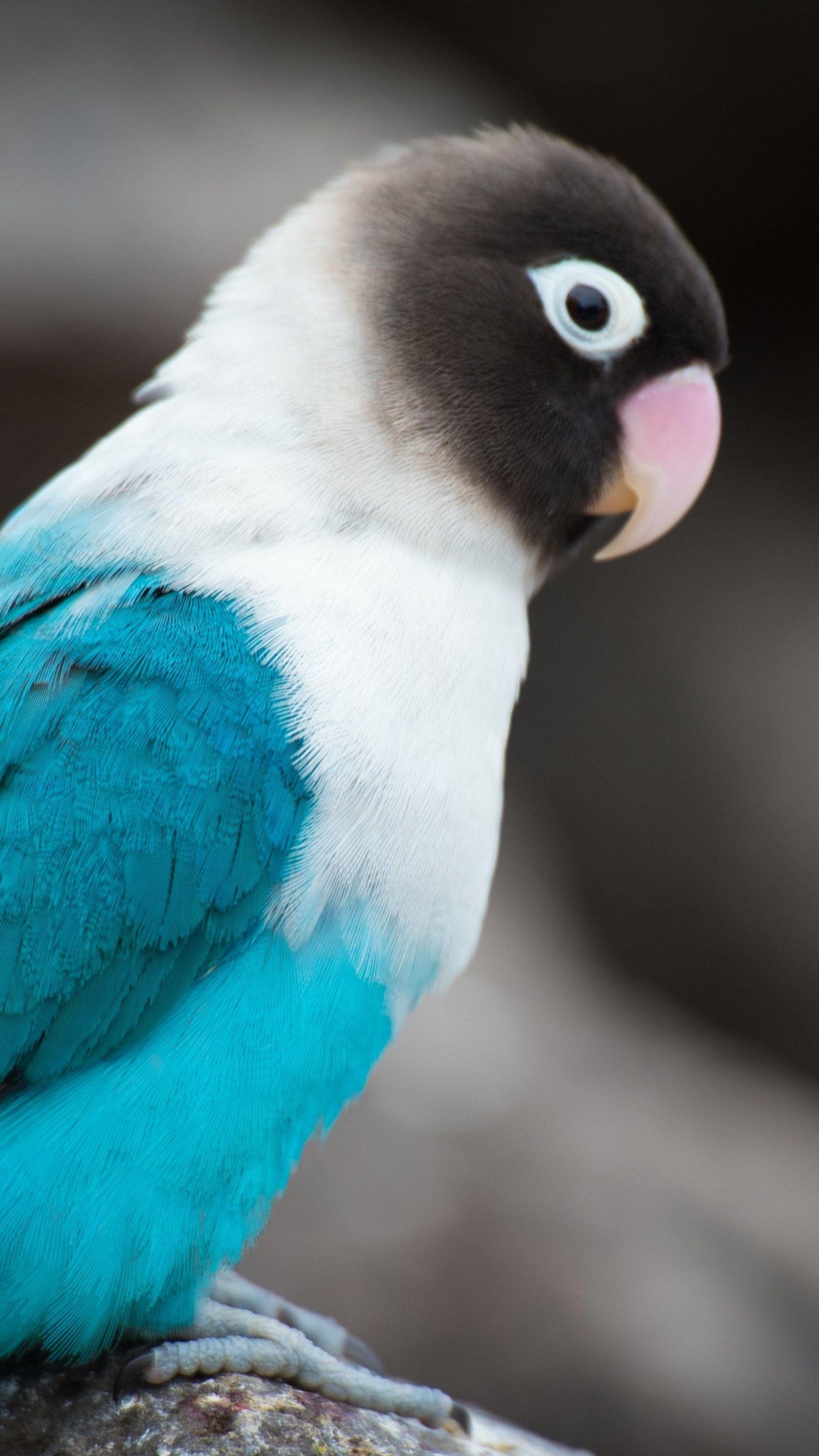 2160x3840 Animals #Love Bird #wallpaper. Pet birds, Animals beautiful