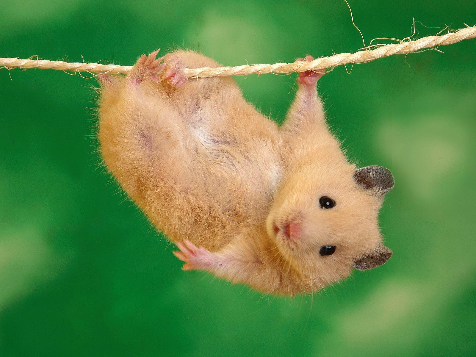 1600x1200 TipD & HD Wallpaper Collection: Animal Wallpaper