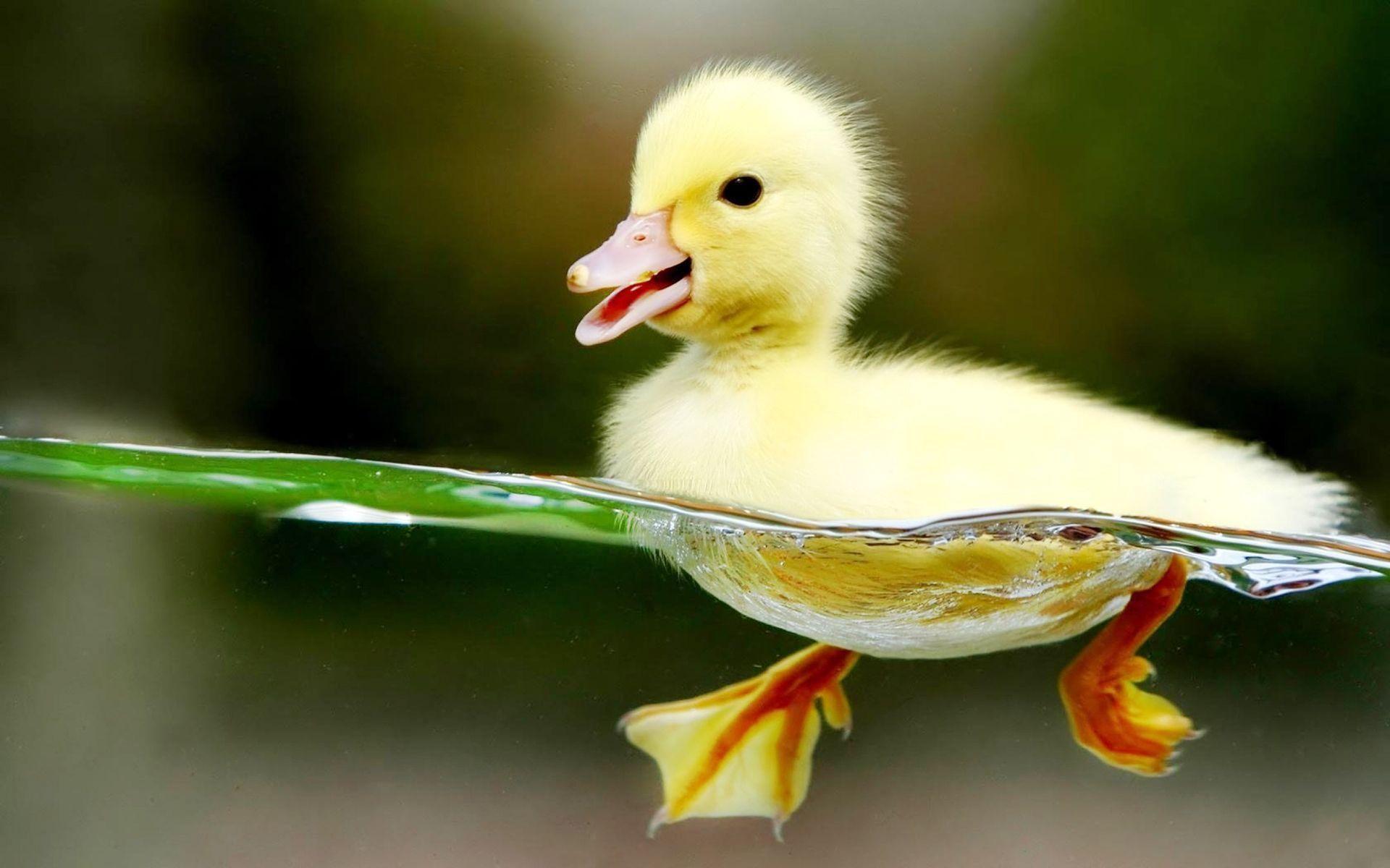 Funny Duck Background Images HD Pictures and Wallpaper For Free Download   Pngtree