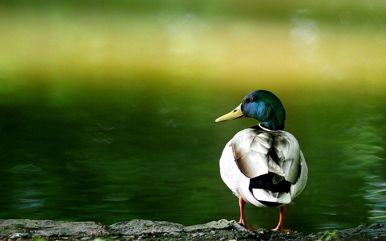 Funny Duck Wallpapers - Top Free Funny Duck Backgrounds - WallpaperAccess