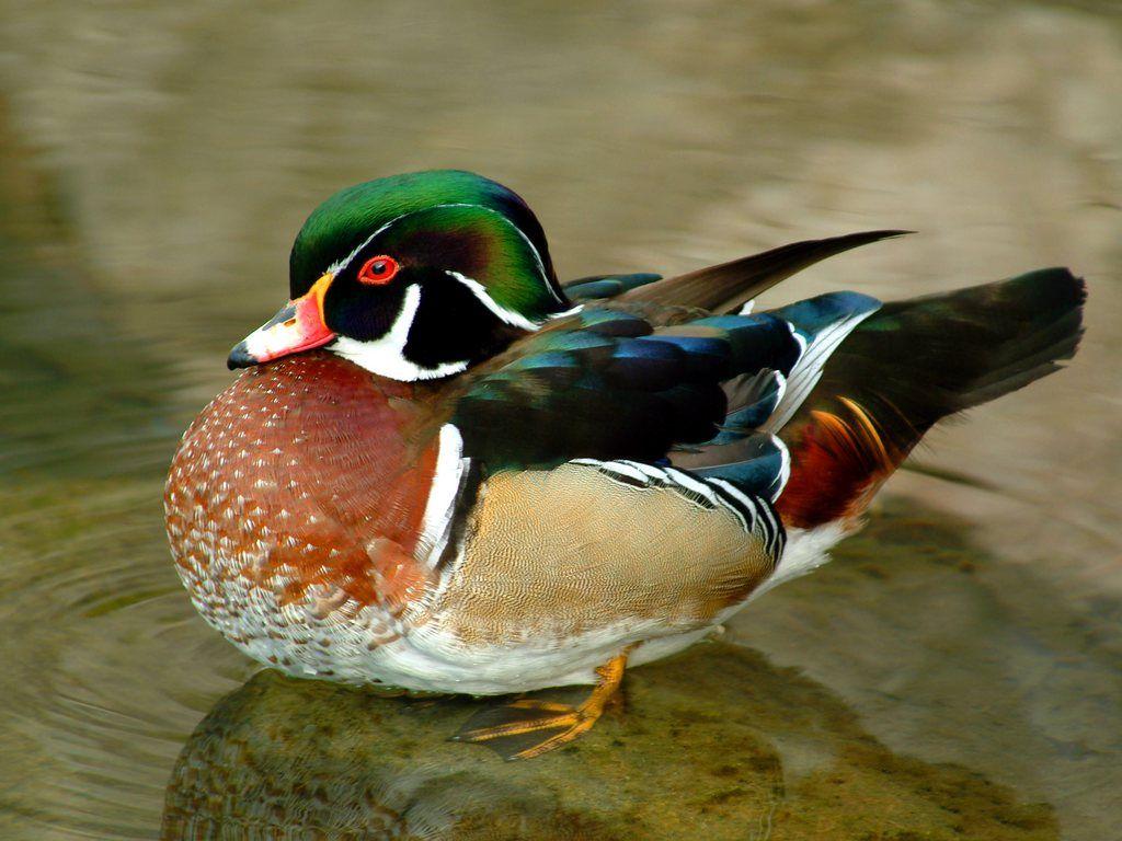 1024x768 Free download Funny Duck wallpaper for desktop Funny Animal