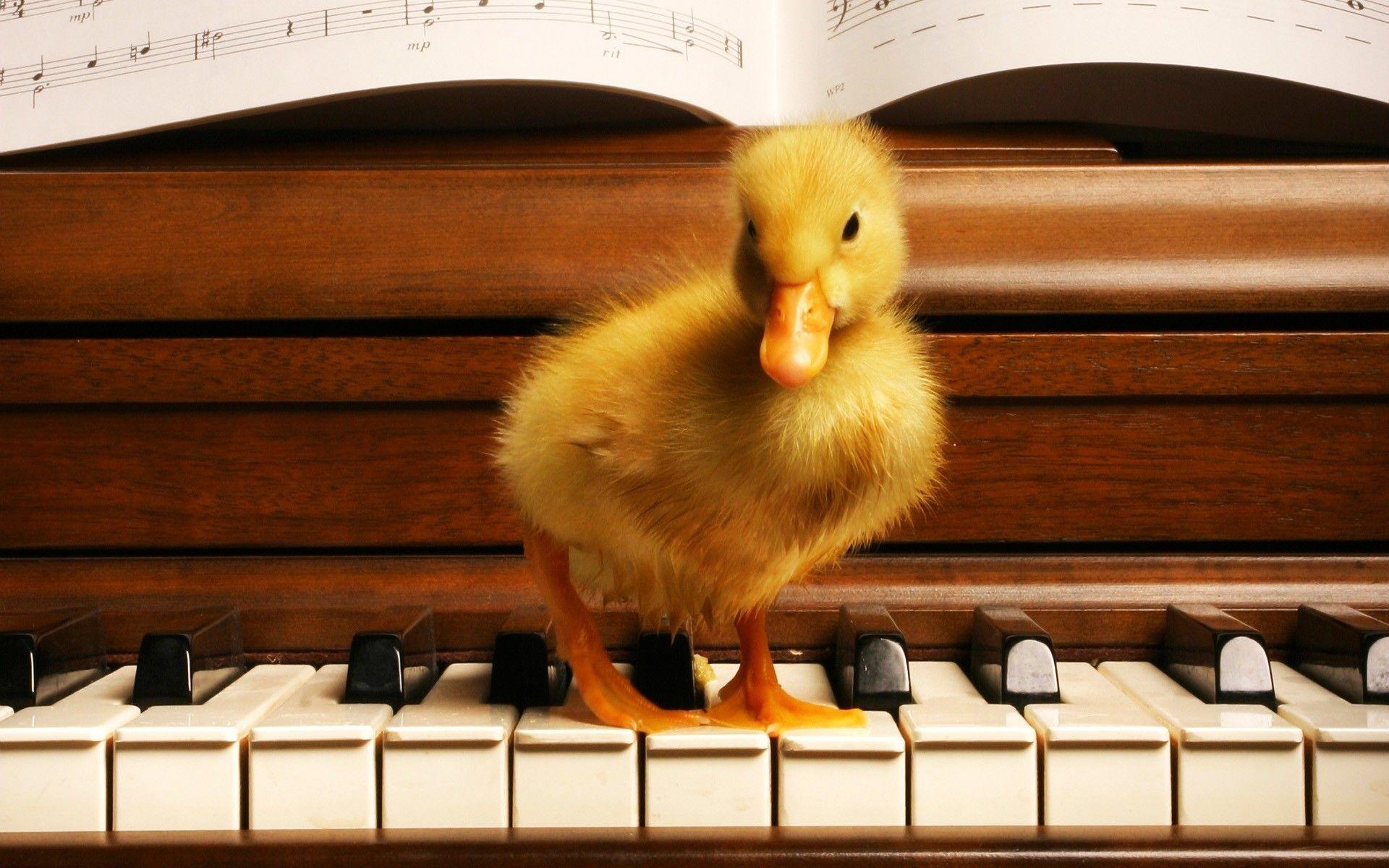 1920x1200 I guess ducks like to play the piano as well!. Duck picture