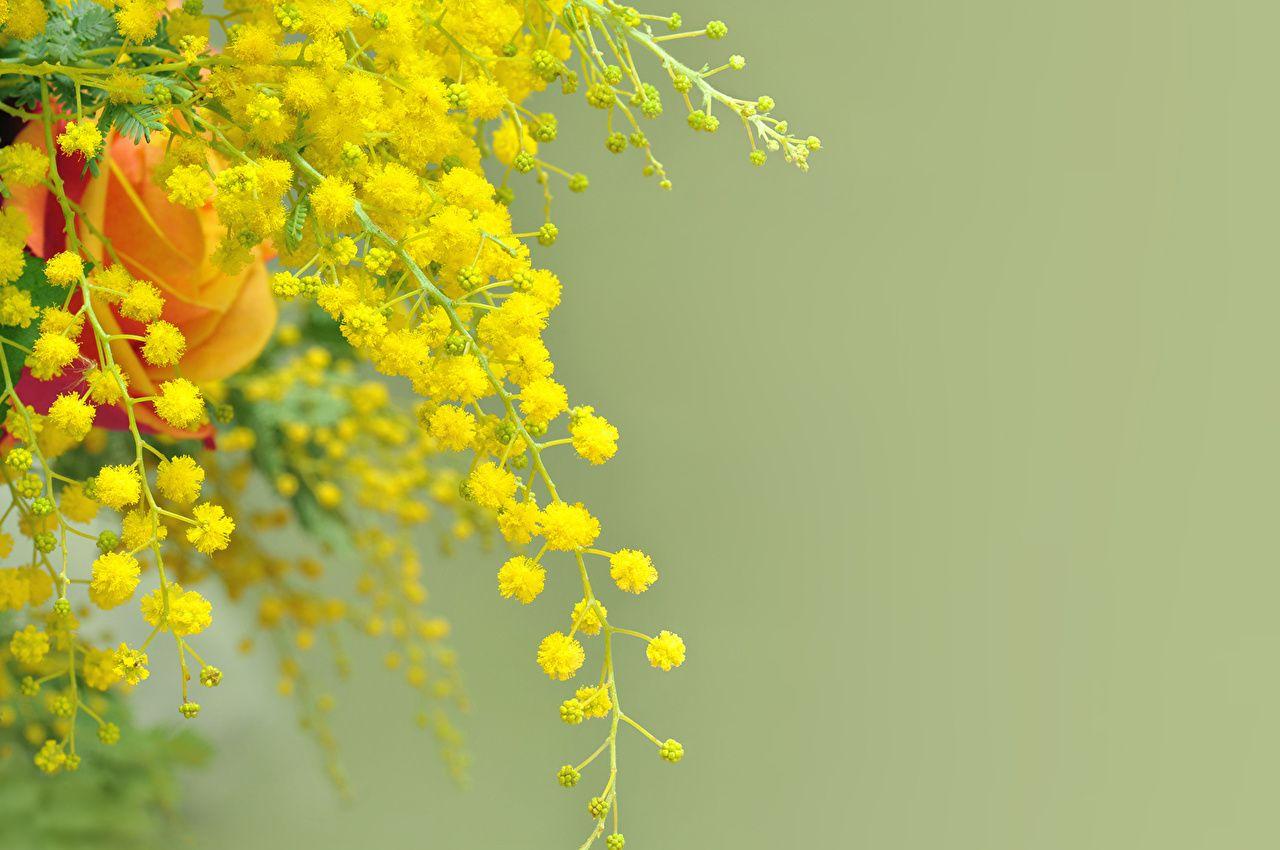 Mimosa Wallpapers - Top Free Mimosa Backgrounds - WallpaperAccess