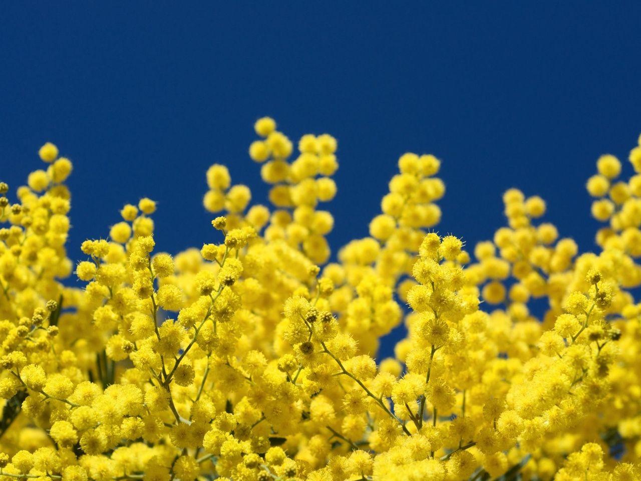 Mimosa Wallpapers Top Free Mimosa Backgrounds Wallpaperaccess