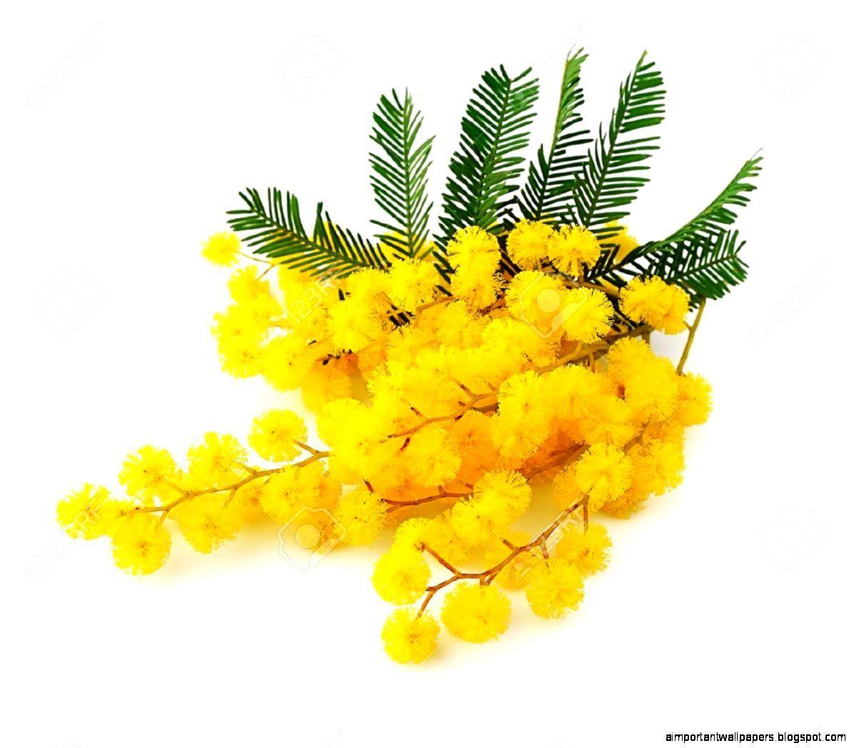 Mimosa Wallpapers - Top Free Mimosa Backgrounds - WallpaperAccess