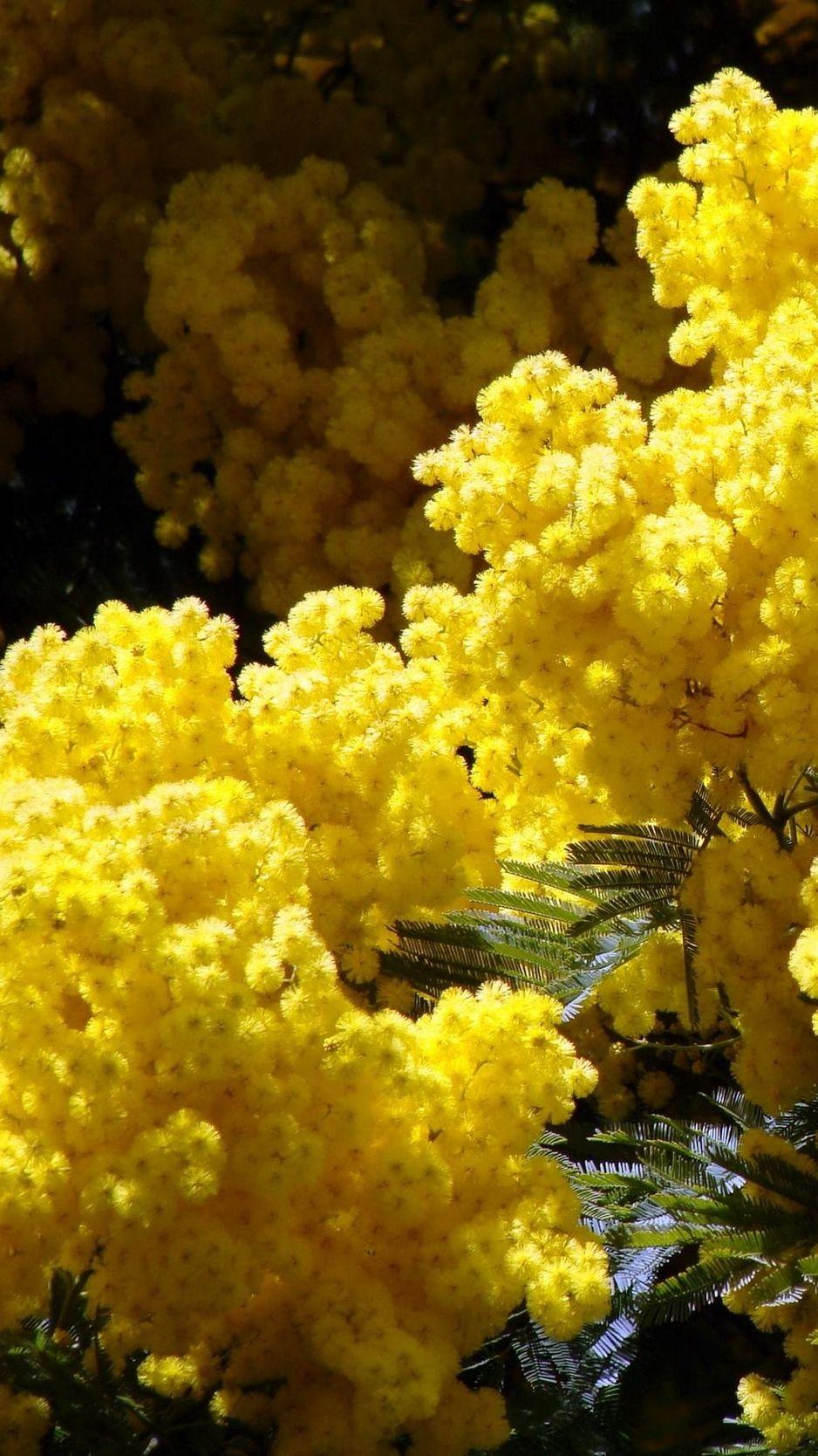 Mimosa Wallpapers Top Free Mimosa Backgrounds Wallpaperaccess