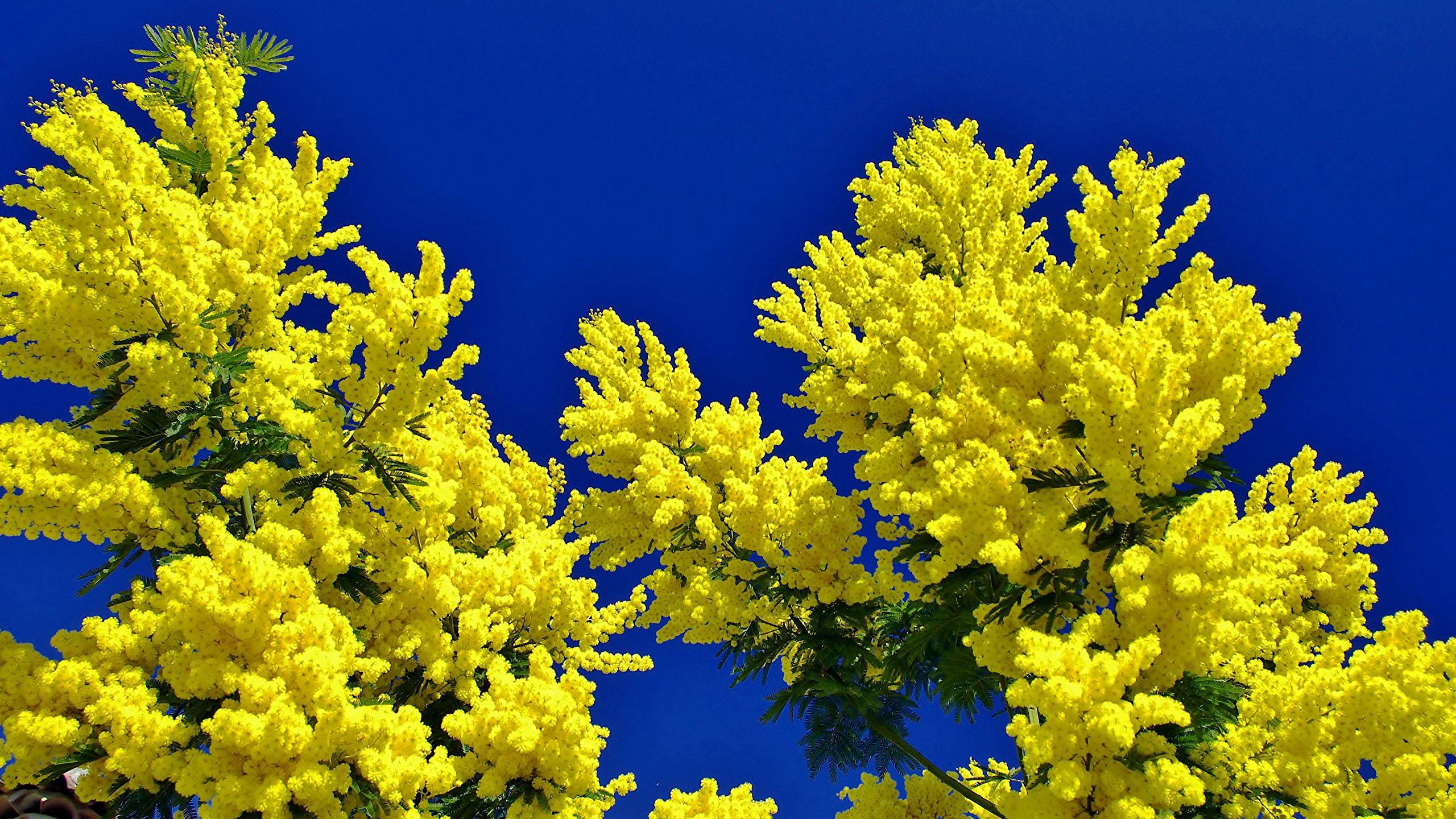Mimosa Wallpapers - Top Free Mimosa Backgrounds - WallpaperAccess
