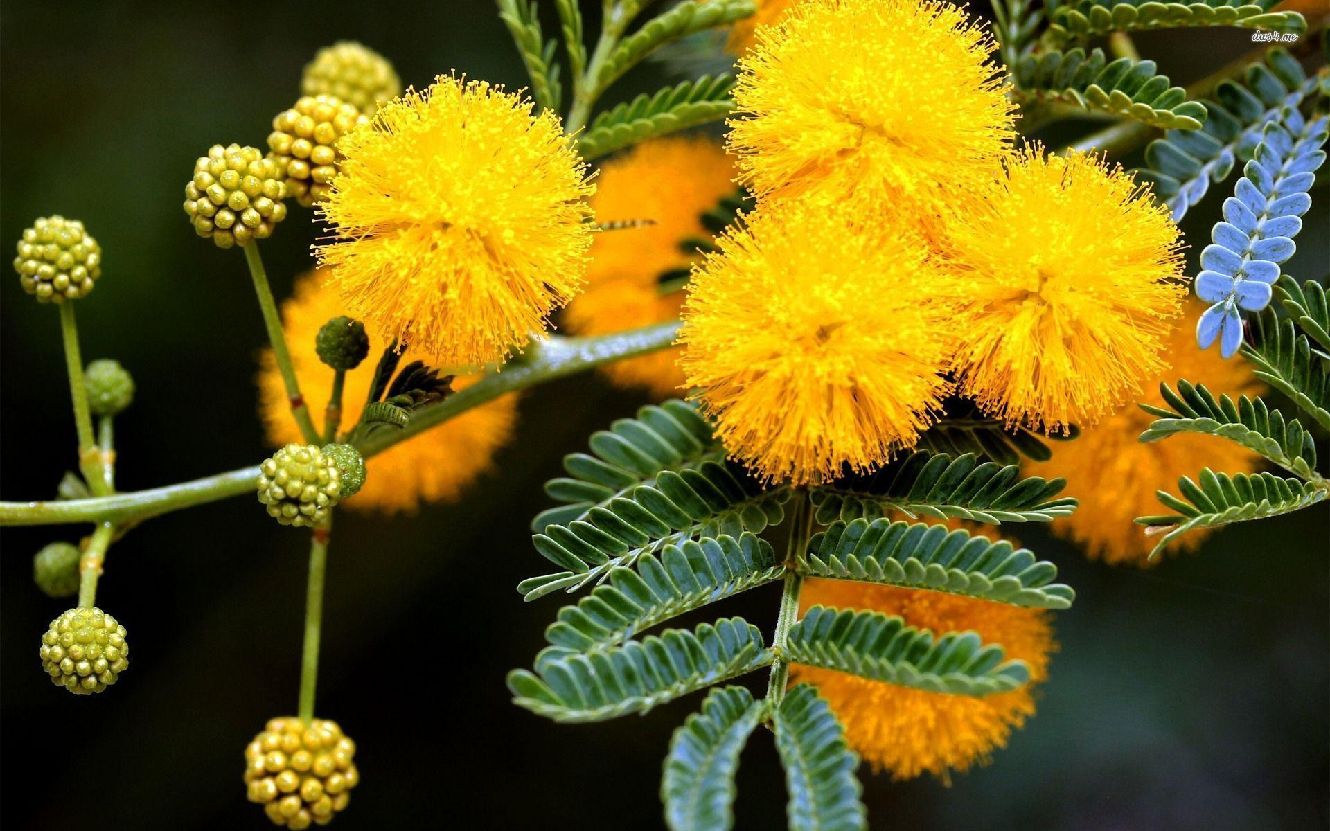 Mimosa Wallpapers - Top Free Mimosa Backgrounds - WallpaperAccess