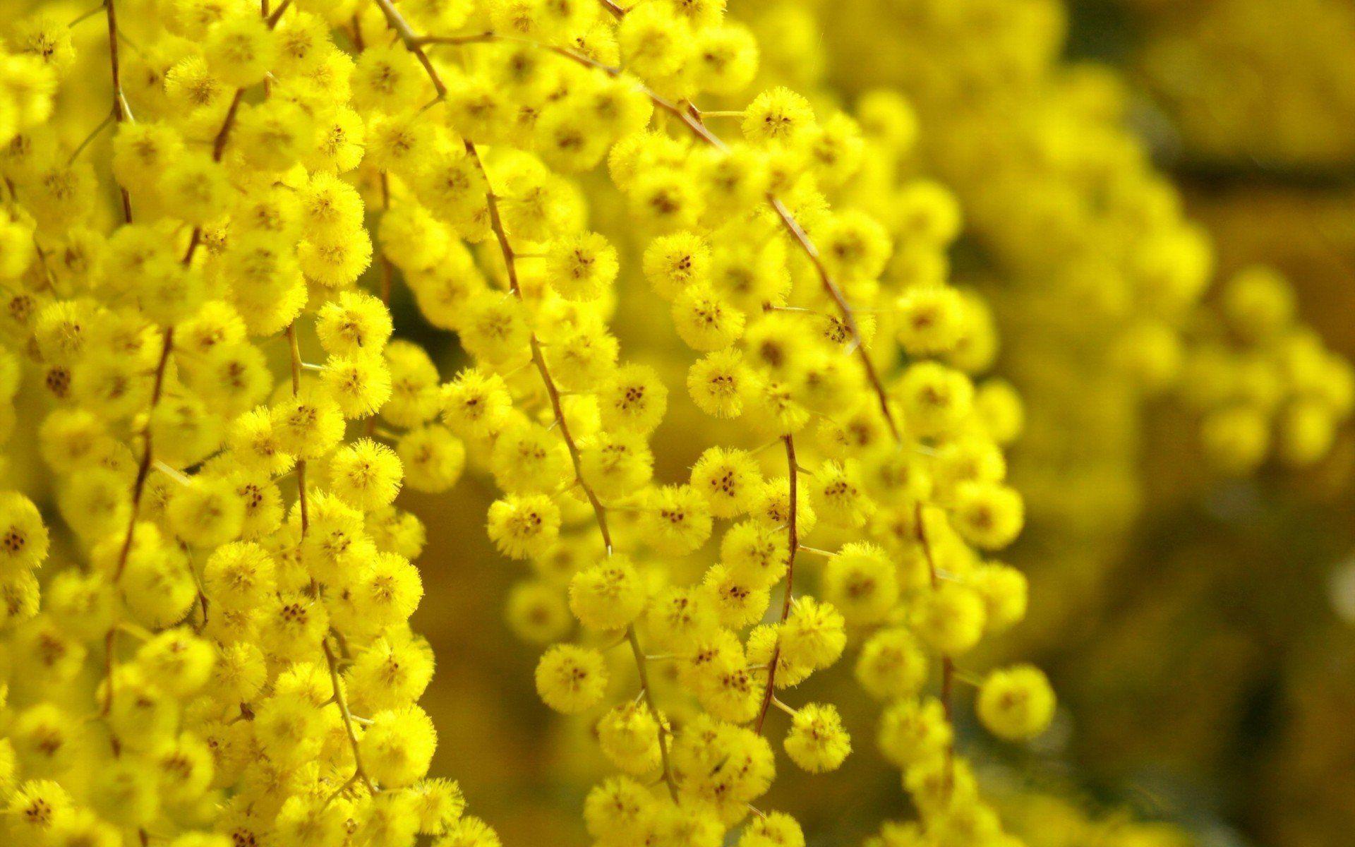 Mimosa Wallpapers - Top Free Mimosa Backgrounds - WallpaperAccess