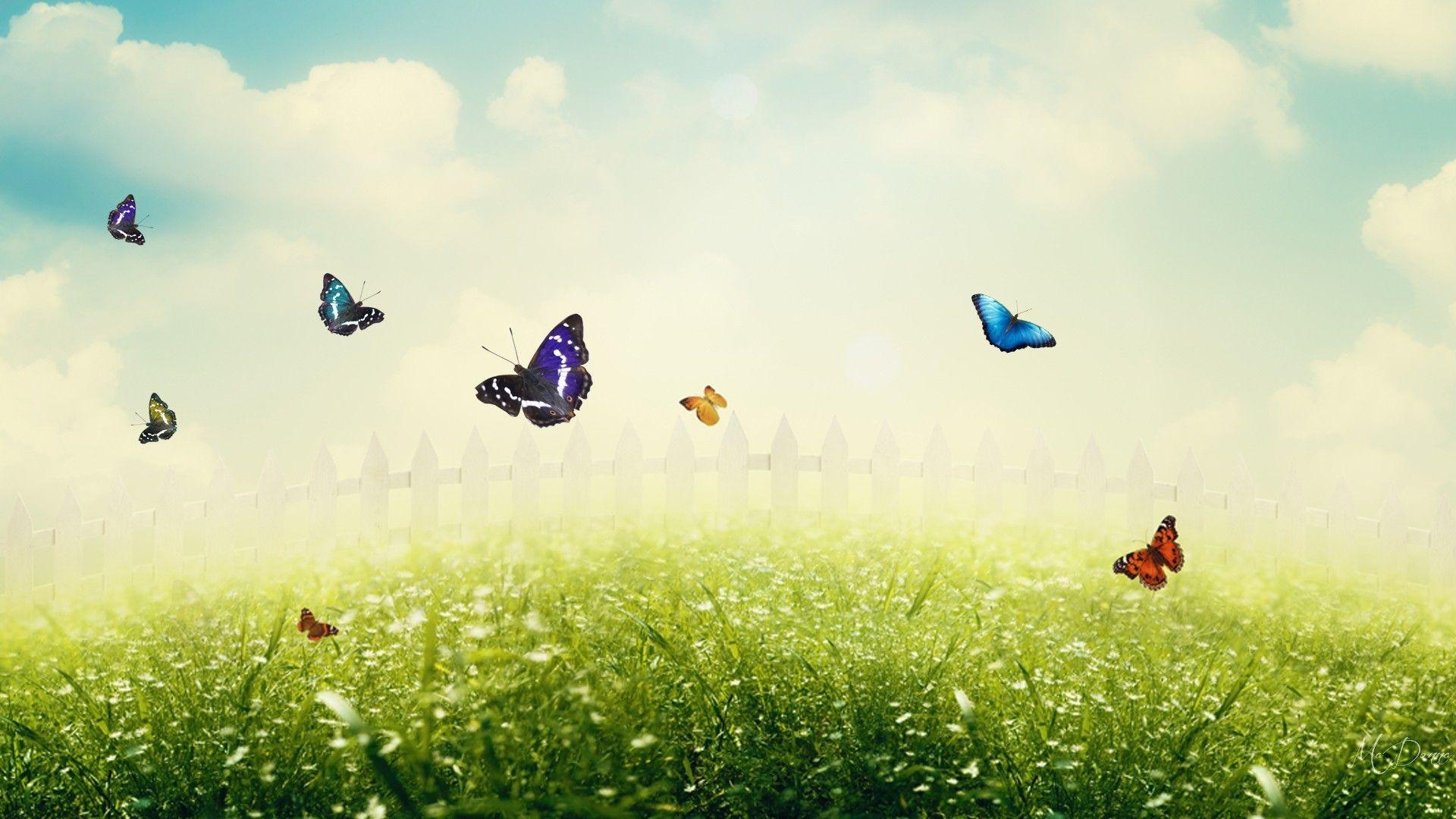 Animated Butterfly Wallpapers - Top Free Animated Butterfly Backgrounds ...