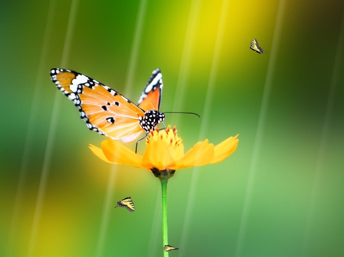 1140x852 Animated Butterfly Wallpaper