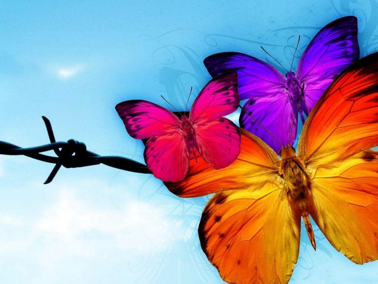 Animated Butterfly Wallpapers Top Free Animated Butterfly - 