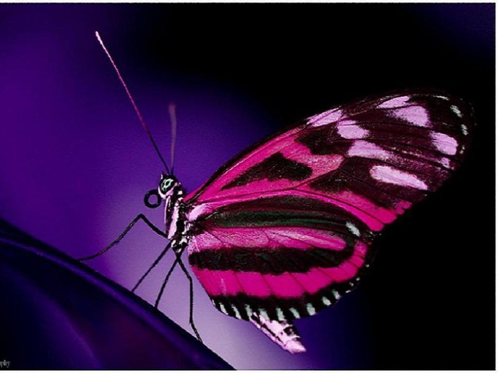 Animated Butterfly Wallpapers Top Free Animated Butterfly Backgrounds