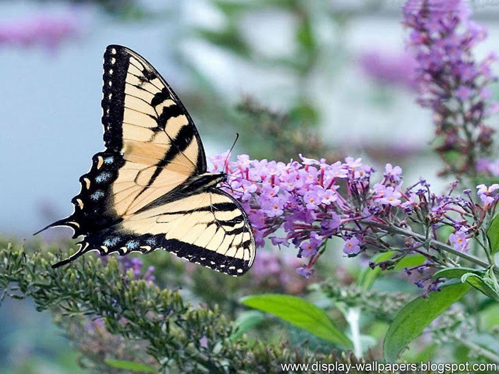 1024x768 Animation Wall: Butterfly Desktop Wallpaper HD
