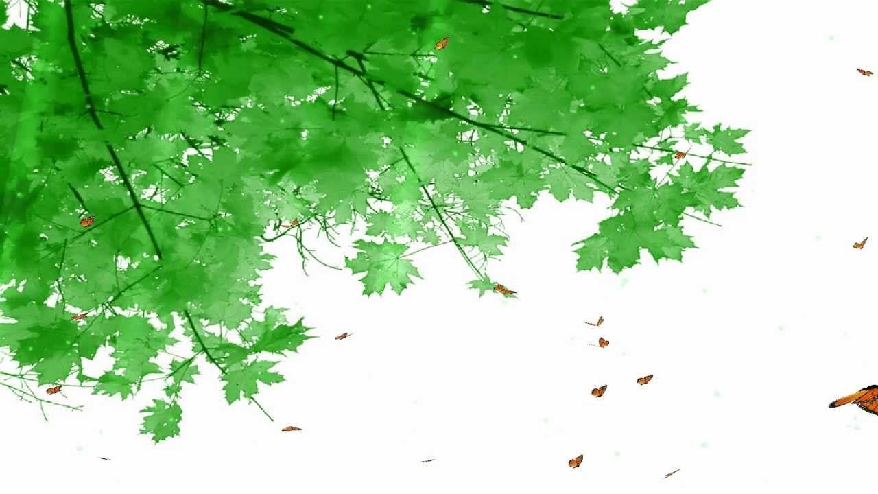 1280x720 Tiny Butterflies Animated Wallpaper