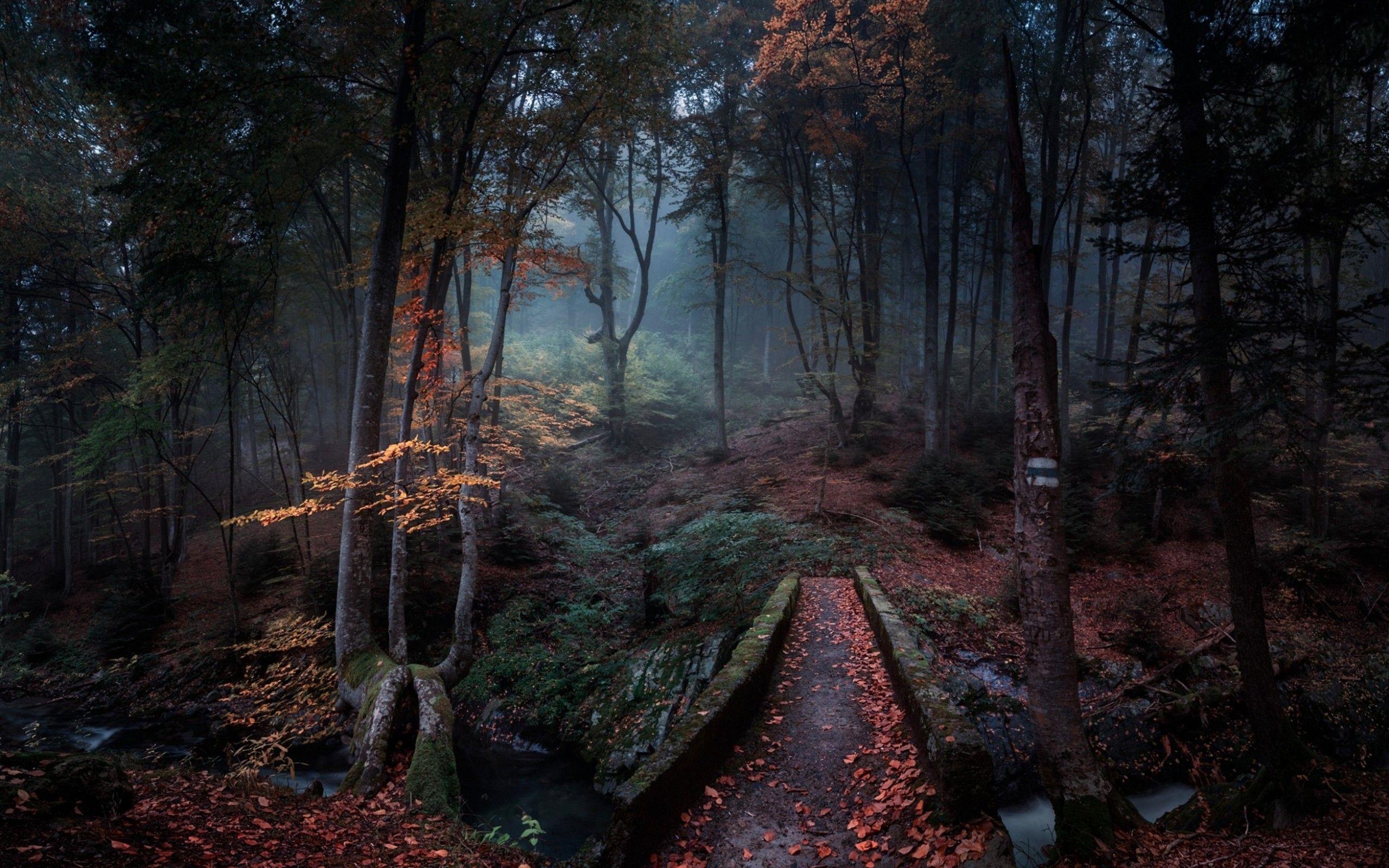 2560x1600 Download 2560x1600 Bulgaria, Dark Forest, Mist, Stream, Creek