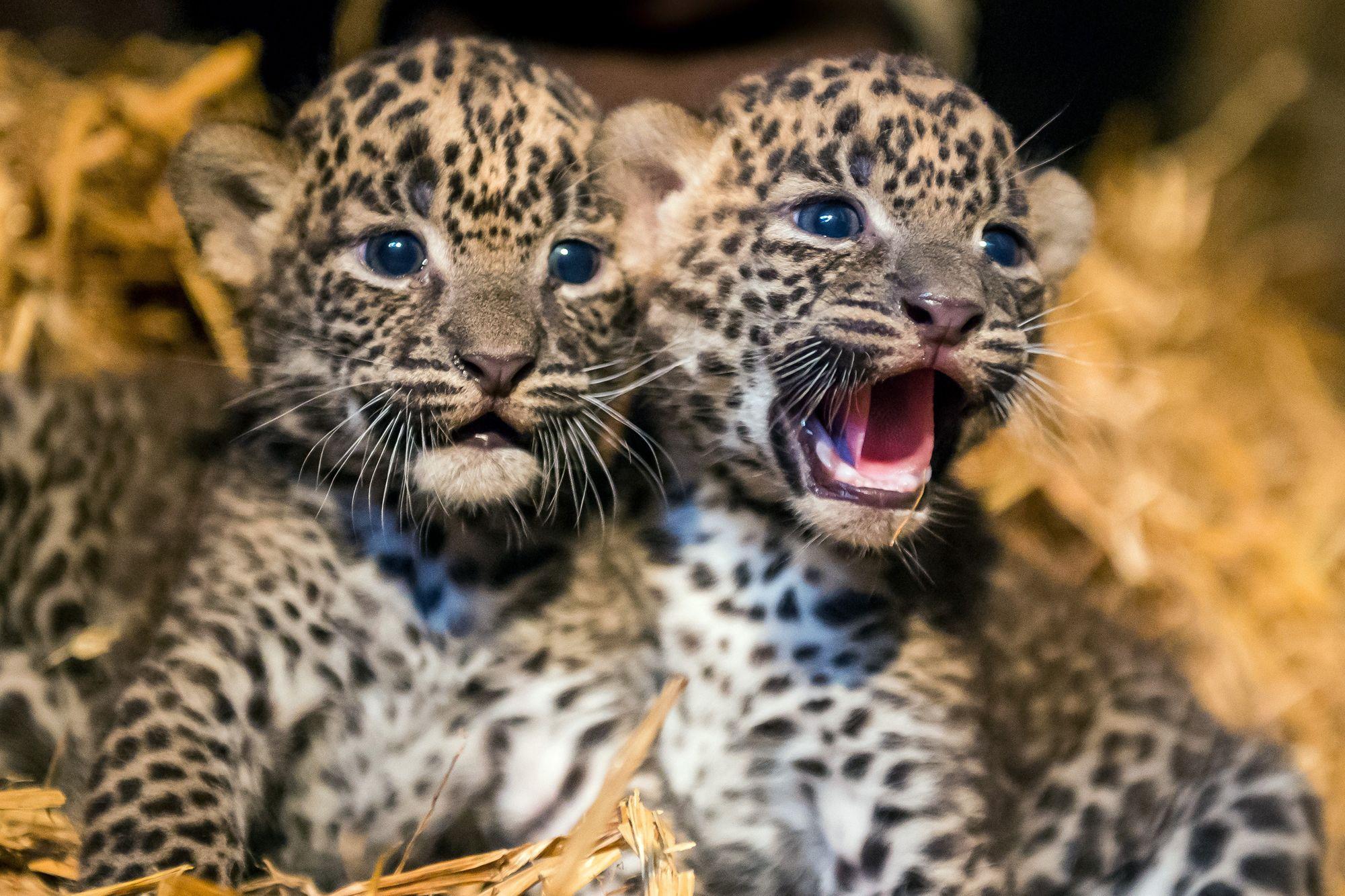 Baby Leopard Wallpapers - bigbeamng