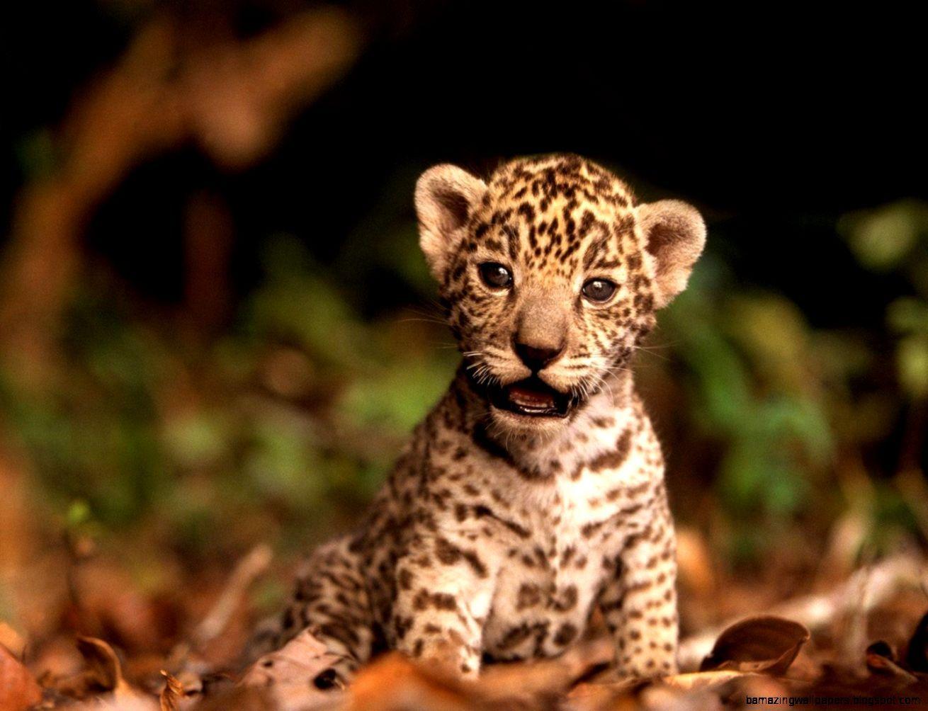 Baby Leopard Wallpapers - Top Những Hình Ảnh Đẹp