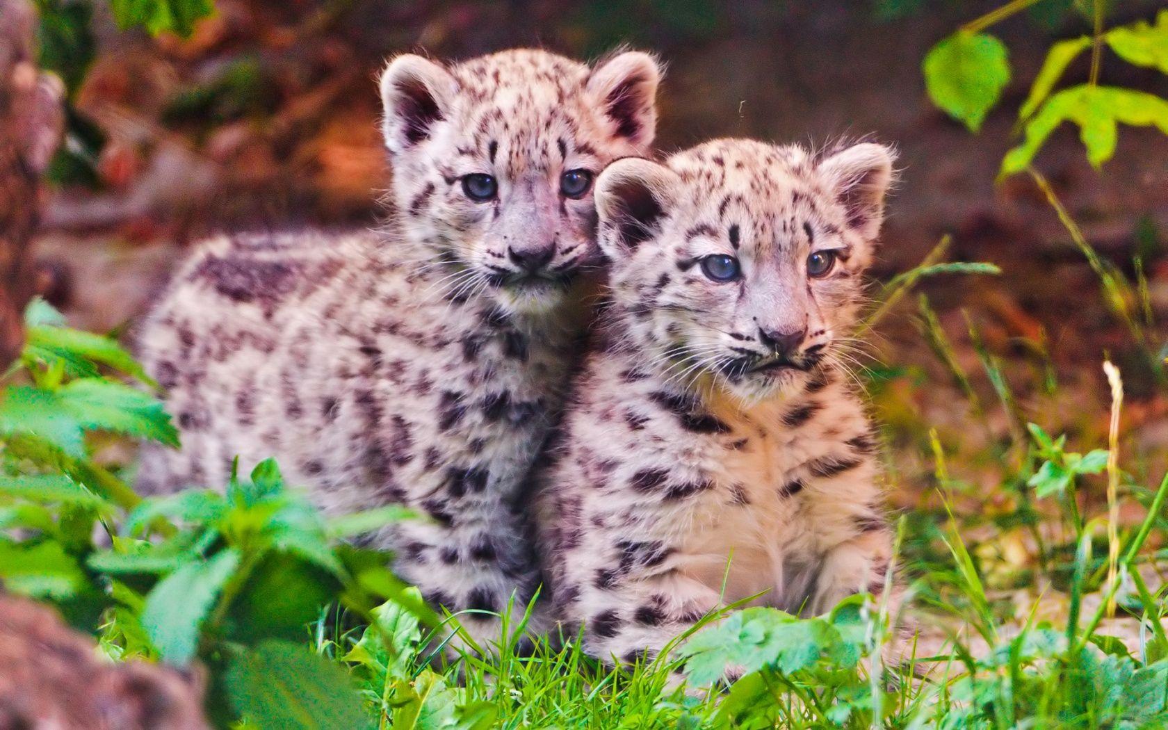 Baby Snow Leopards Wallpaper