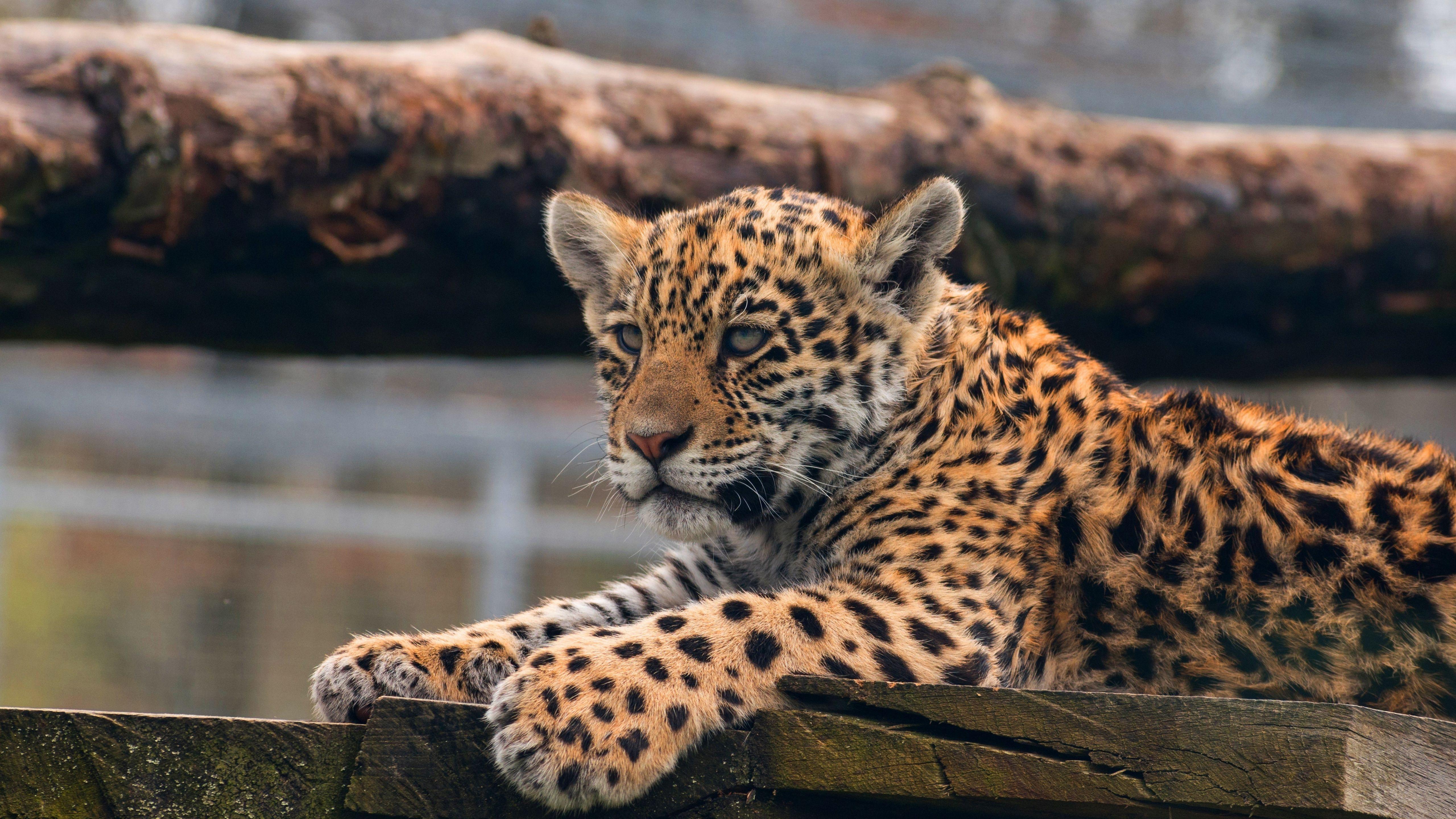 Baby Leopard Wallpapers - Top Free Baby Leopard Backgrounds