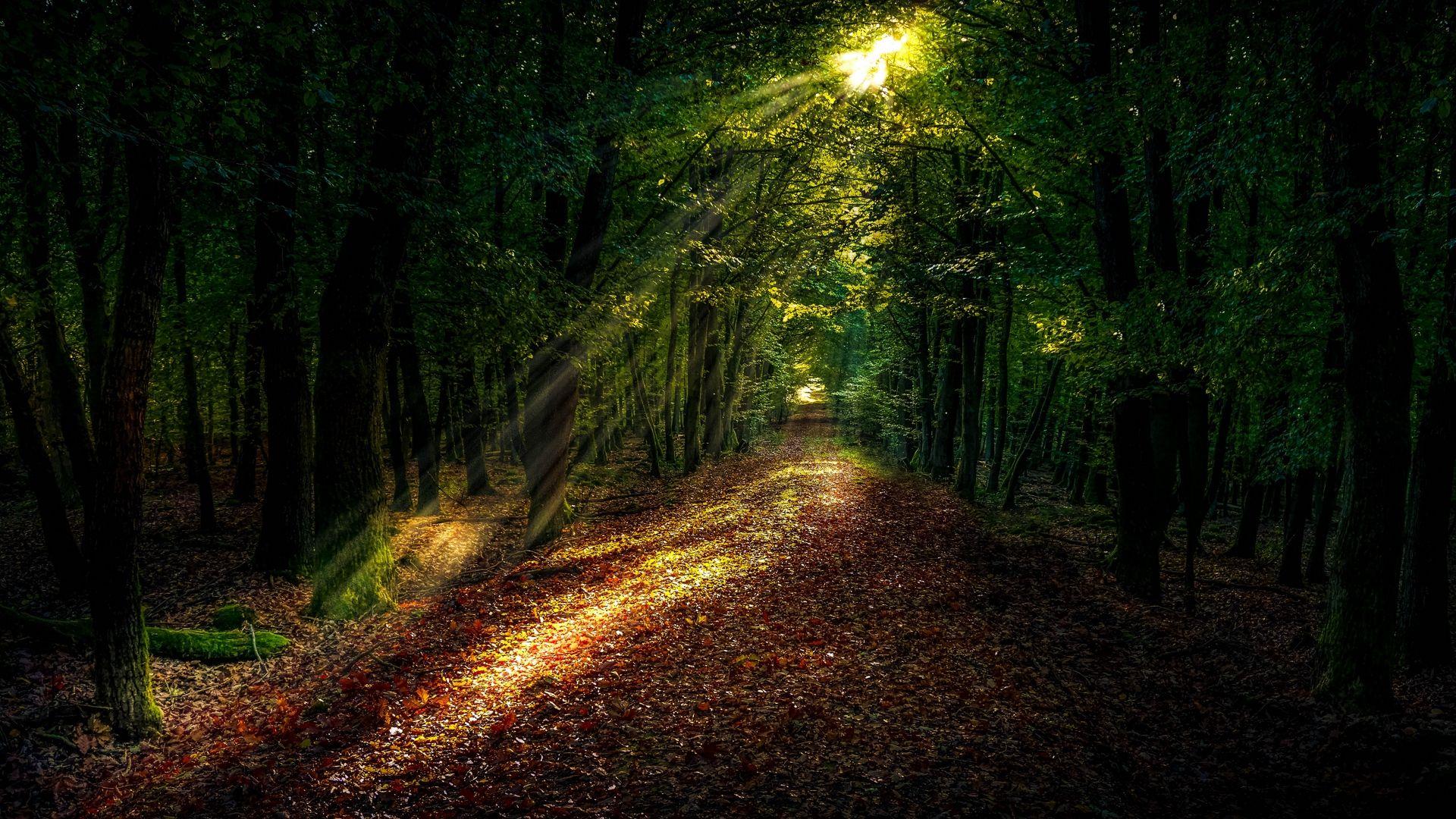 1920x1080 Download wallpaper 1920x1080 forest, path, autumn, trees, sunlight
