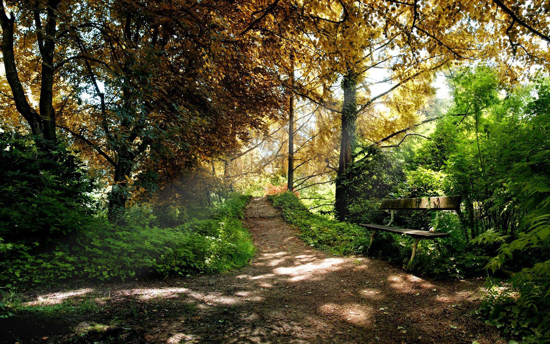 1920x1200 Path in the woods wallpaper wallpaper