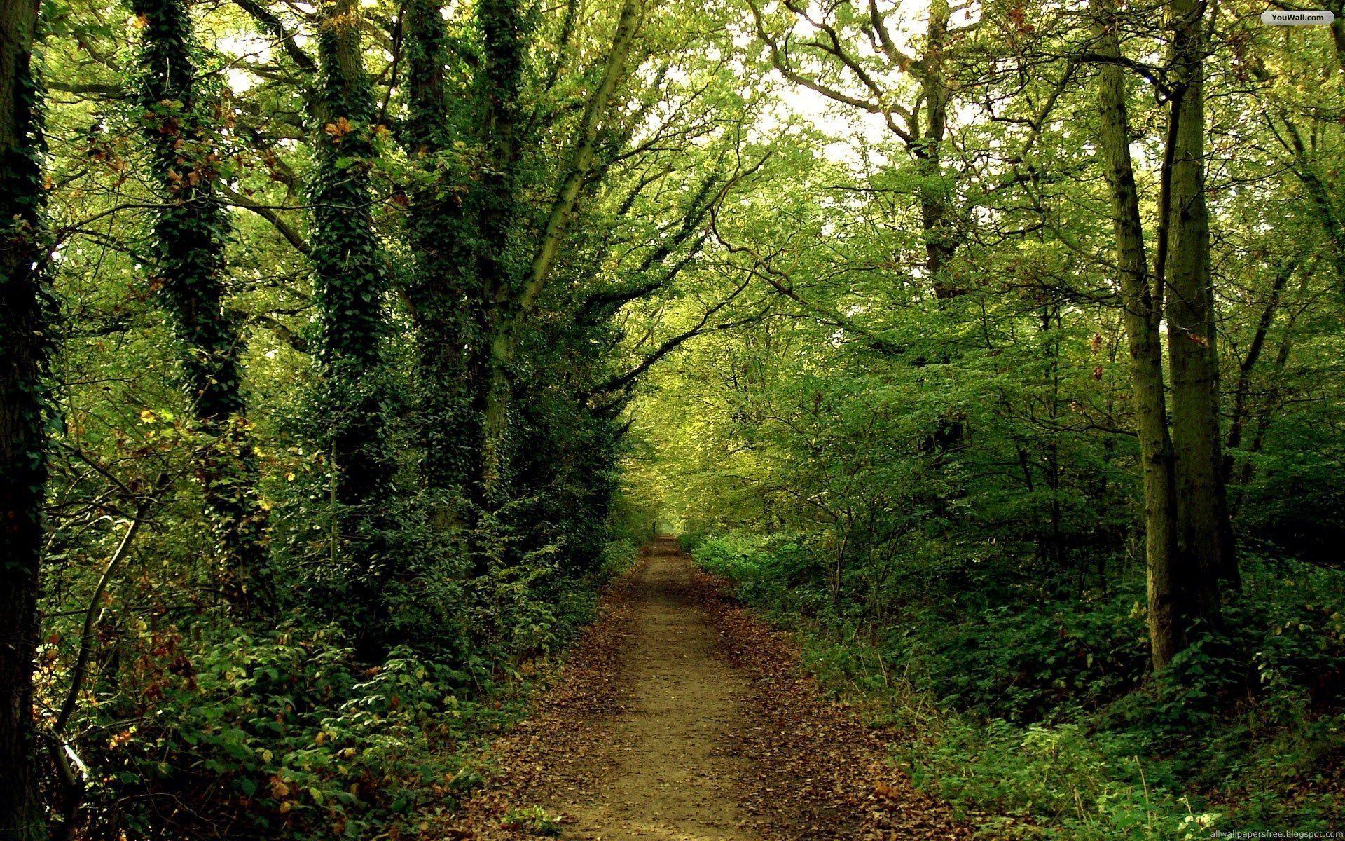1920x1200 YouWall Path Wallpaper, wallpaper, free