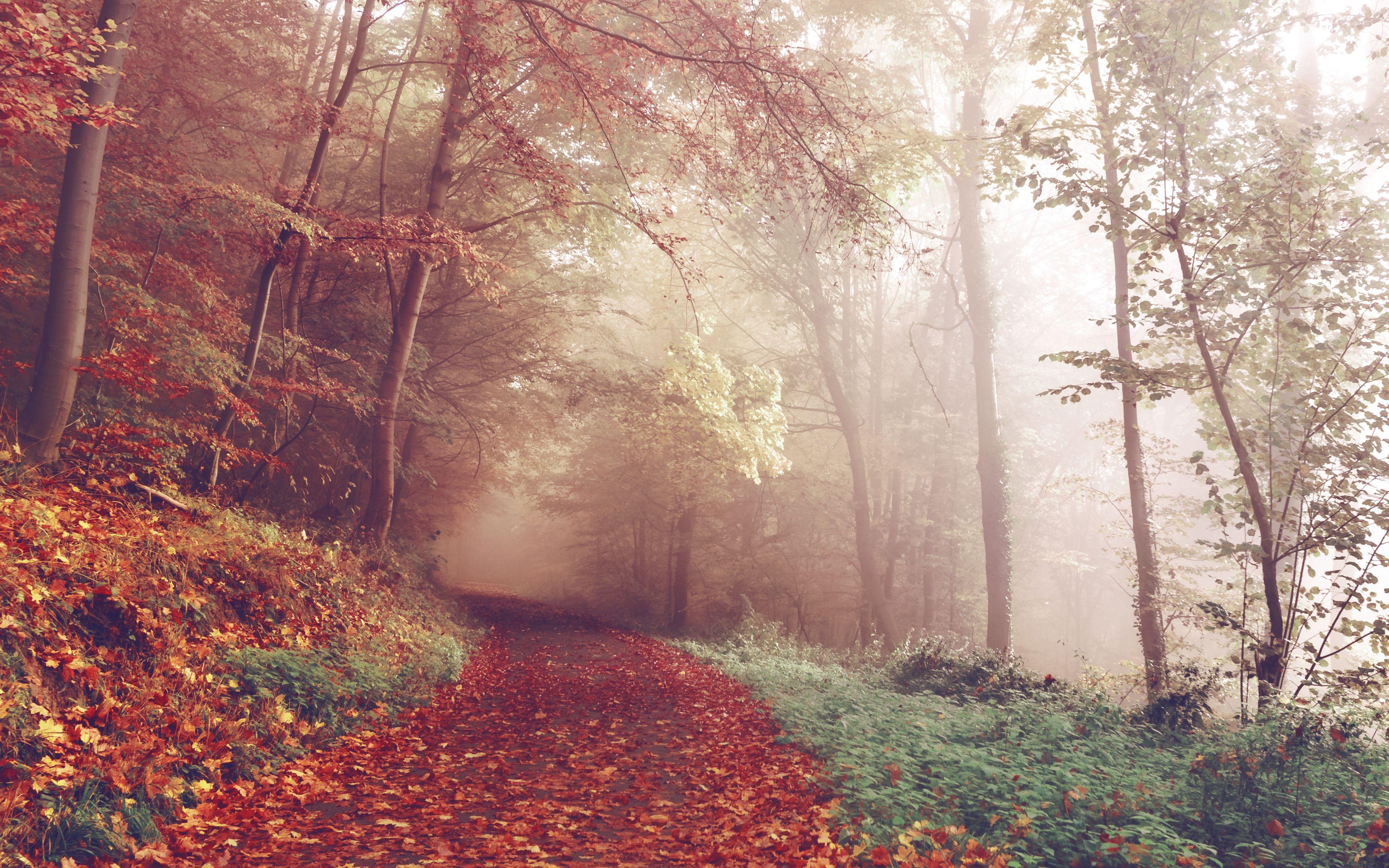 4096x2560 Autumn path 4K Wallpaper
