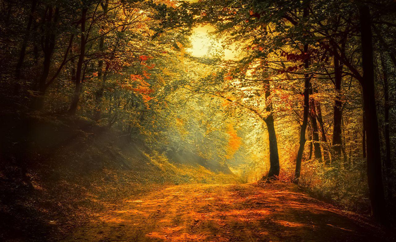 1280x784 Desktop Wallpaper path Nature Autumn Forests Trees Seasons