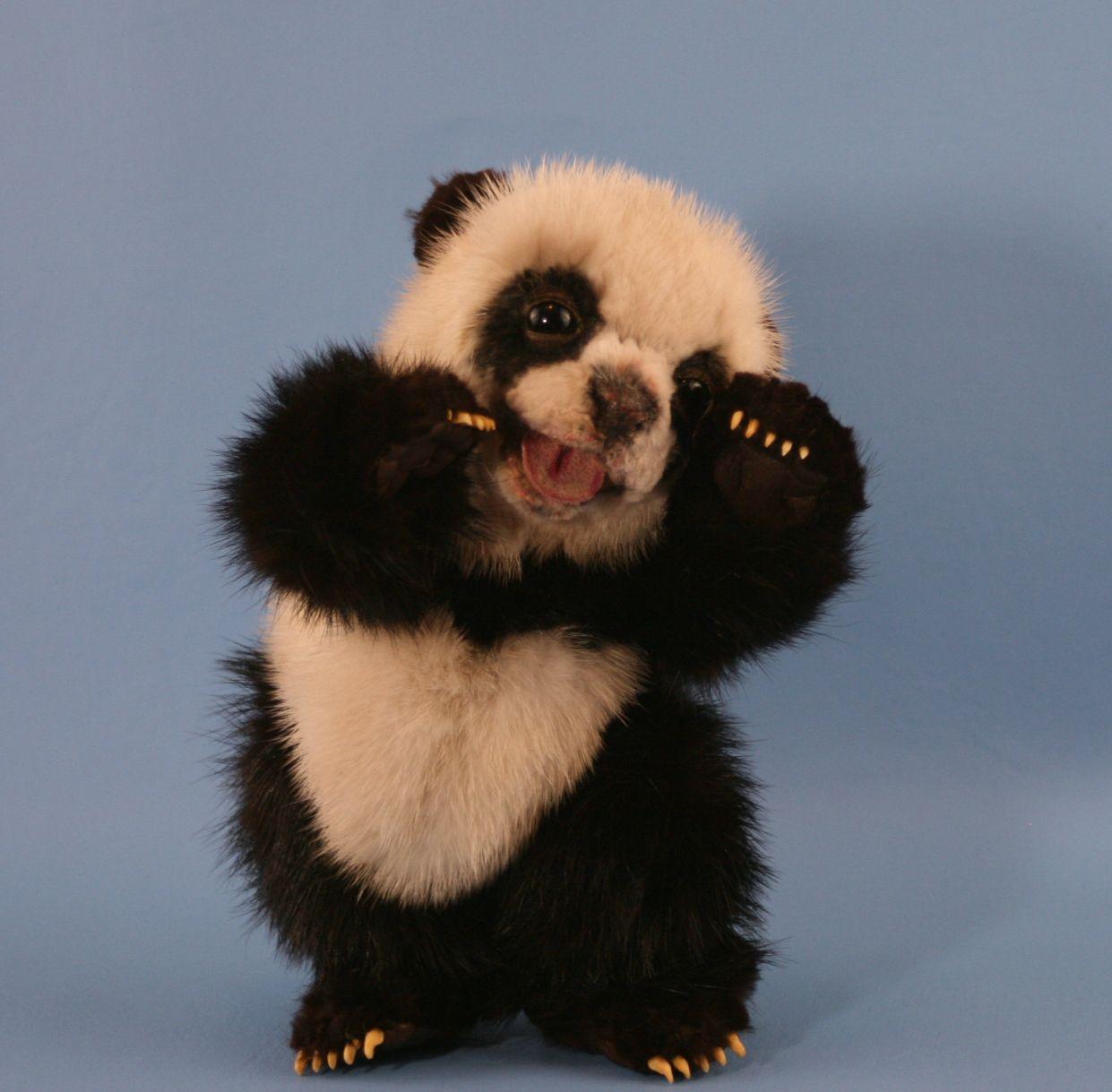 Cute Baby Panda Wallpapers - Ntbeamng