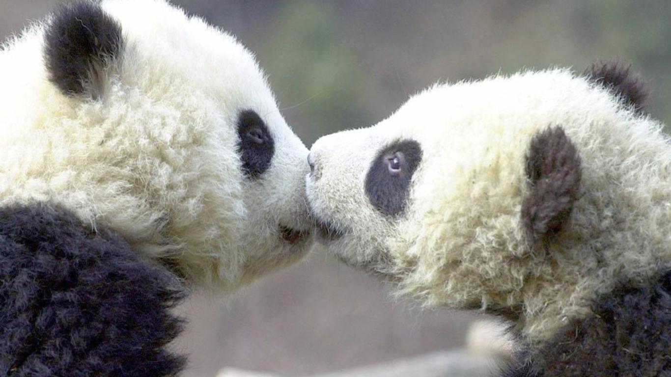 1366x768 Baby Panda Image, Baby Panda Wallpaper