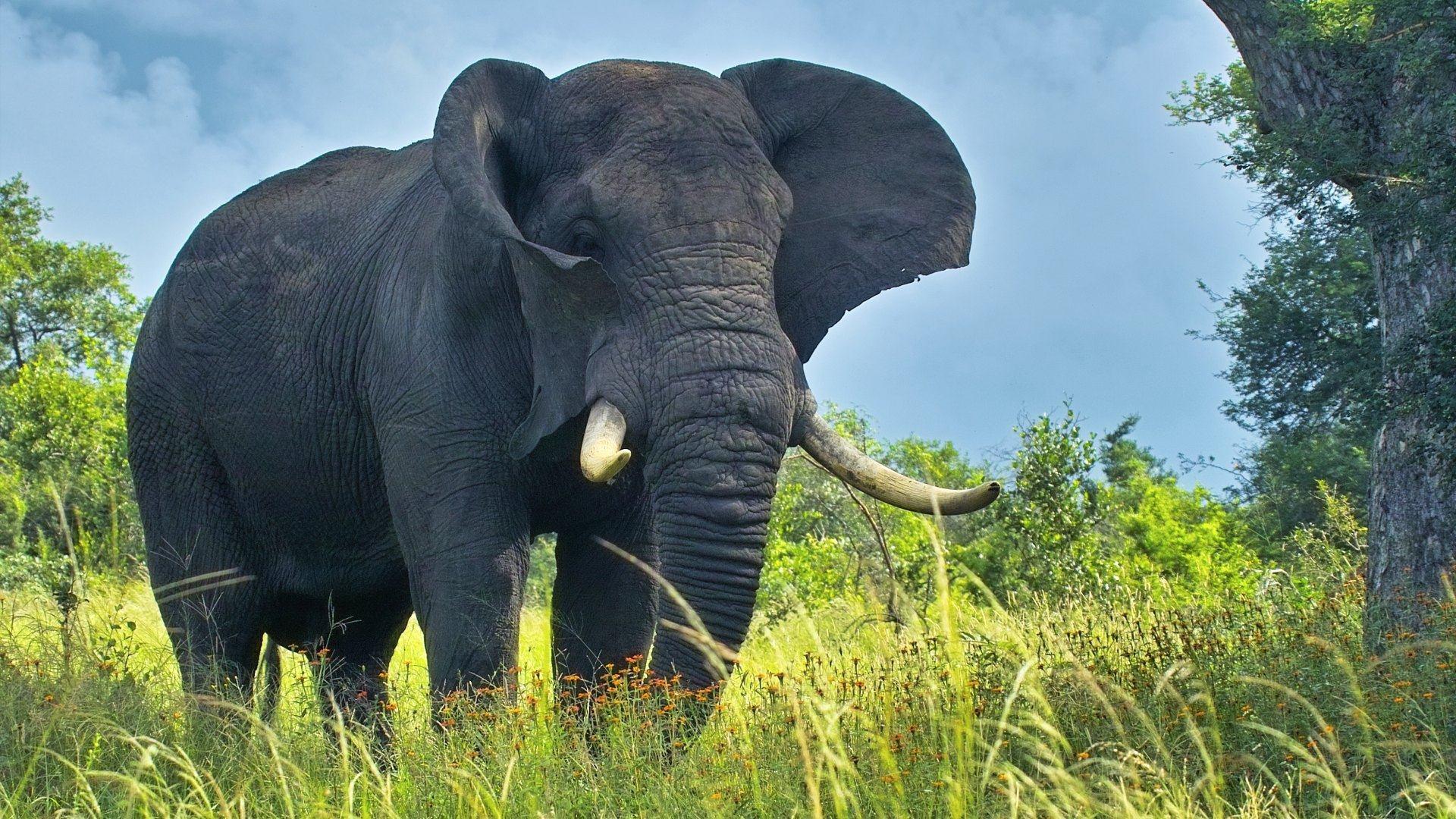1920x1080 Hình nền con voi đẹp full HD [1920*1080)
