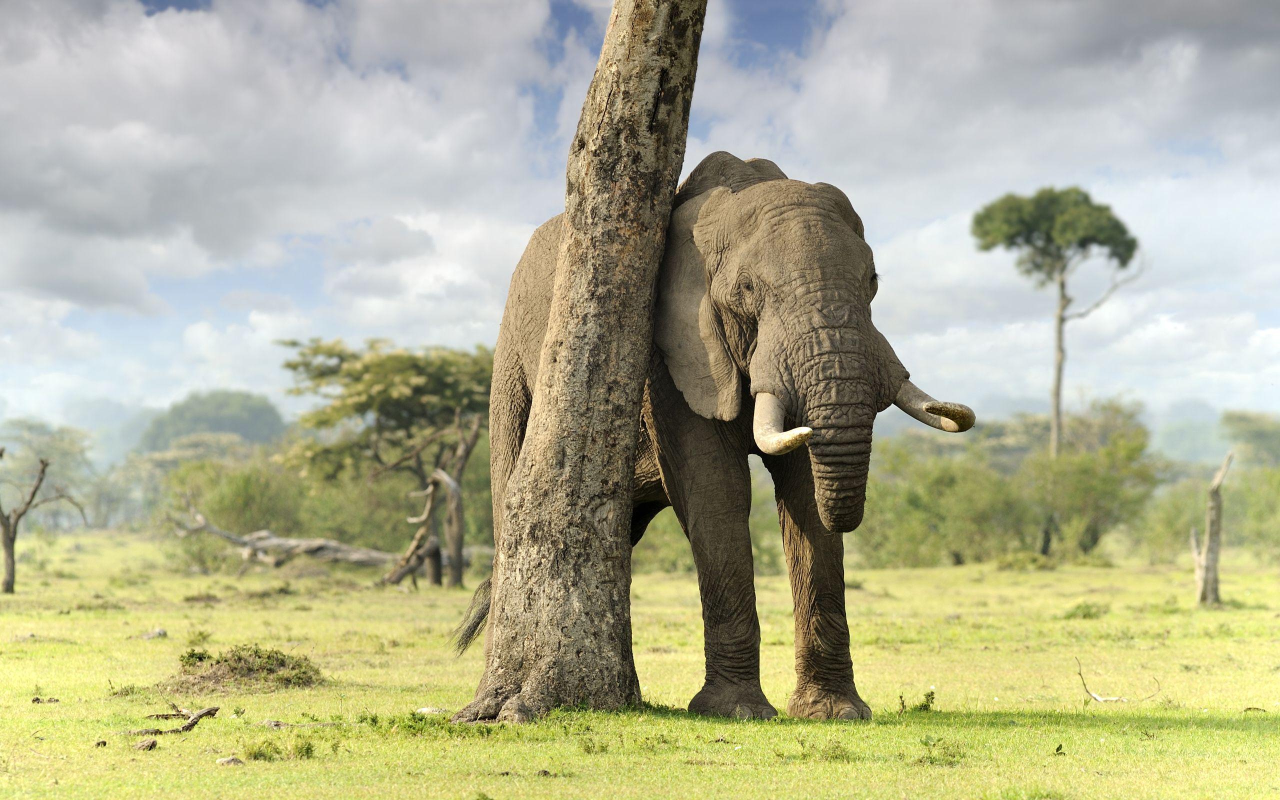 2560x1600 Elephant wallpaperx1600