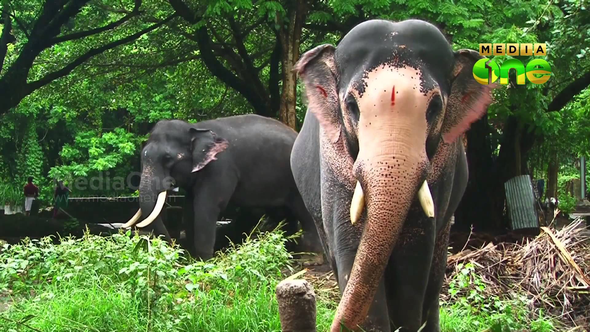 1920x1080 Kerala Elephant Wallpaper, Picture