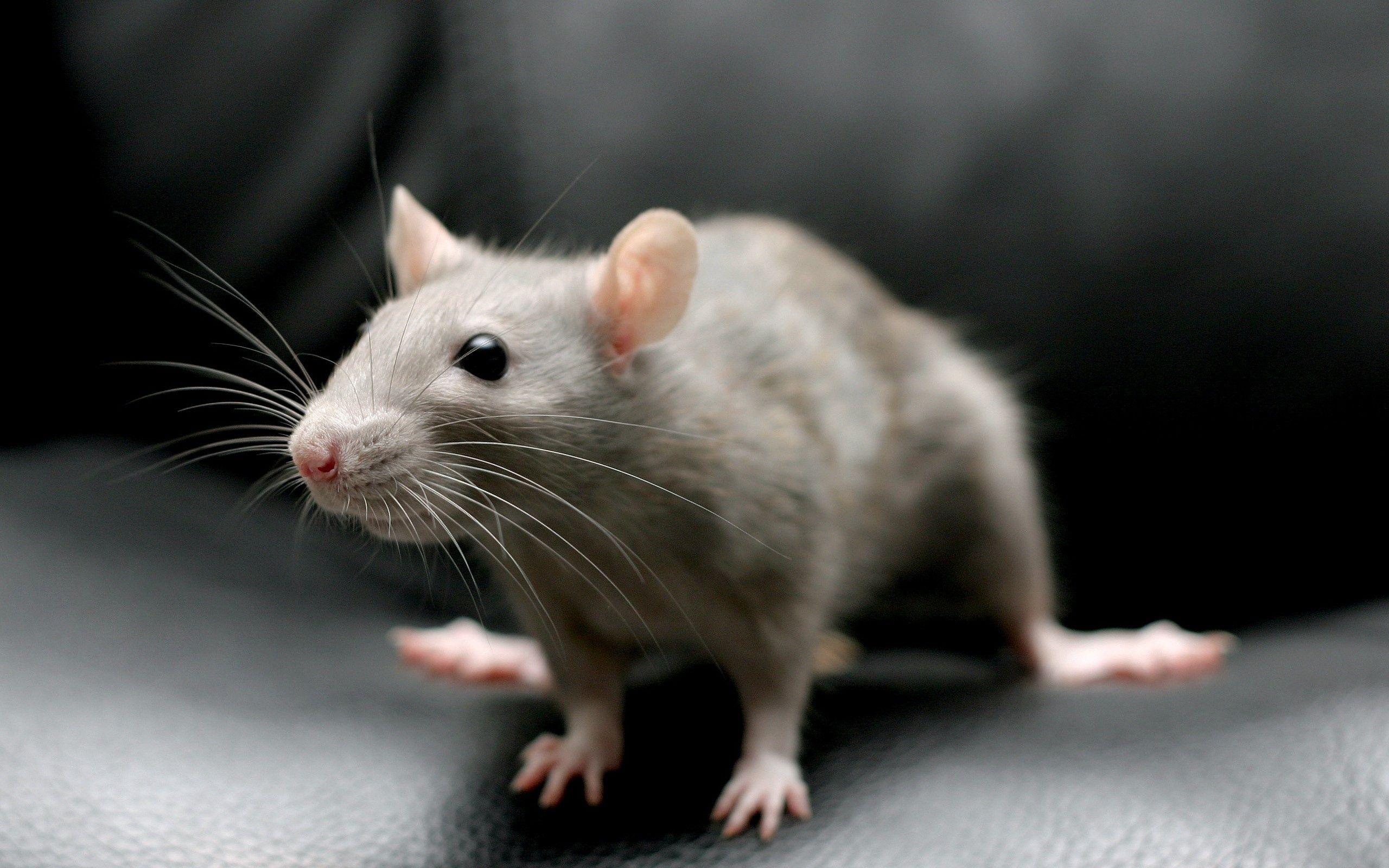 2560x1600 Download wallpaper 2560x1600 mouse, rodent, sitting, gray HD