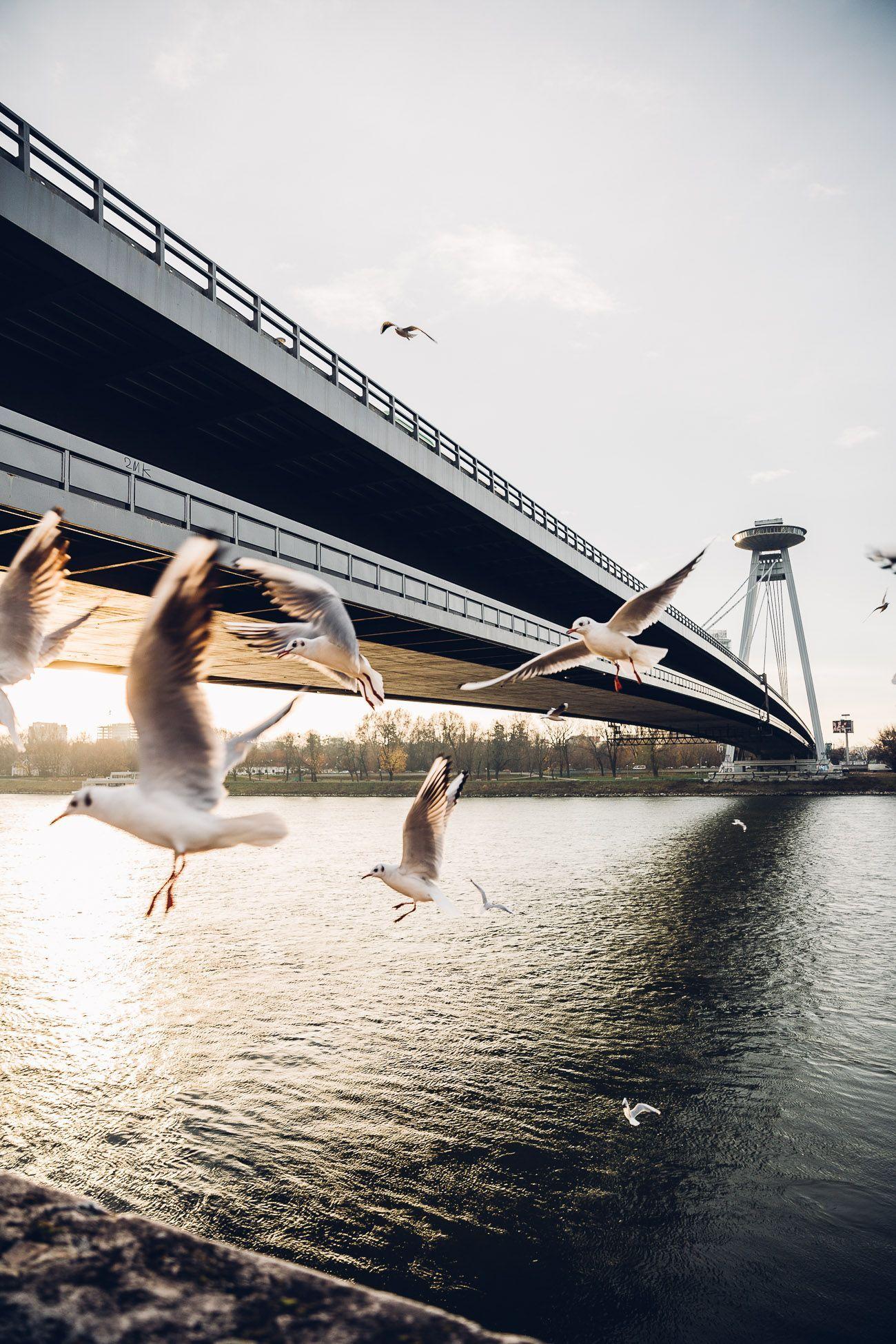 1300x1950 Bridges. Bratislava, Travel wallpaper, Travel