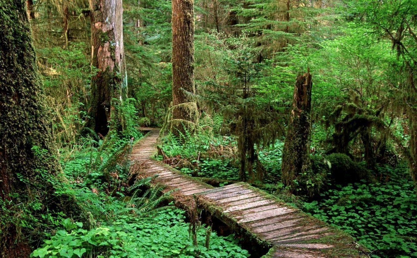 1353x837 Vancouver Island Wallpaper