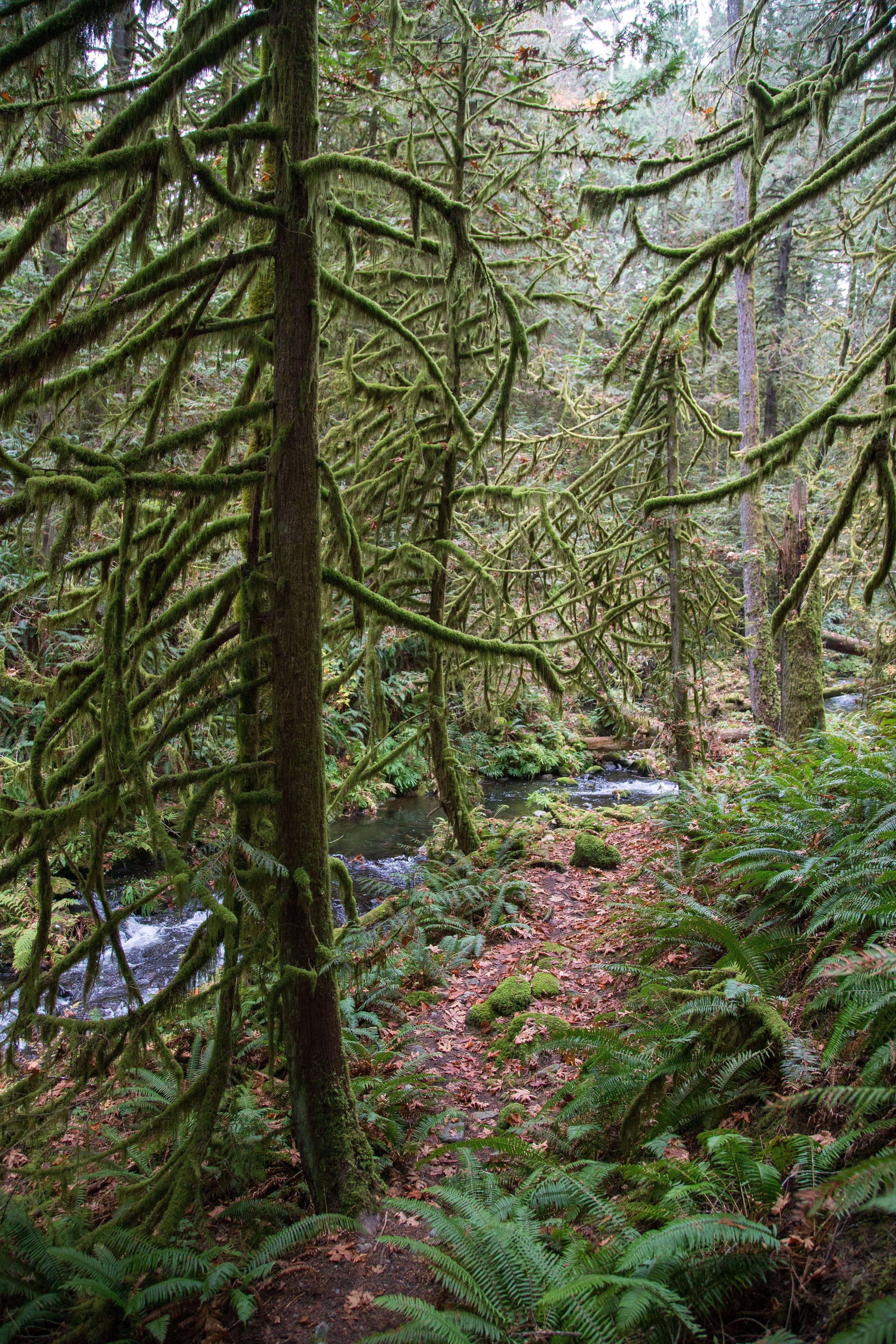 3648x5472 Goldstream Park Vancouver Island BC Canada HD wallpaper