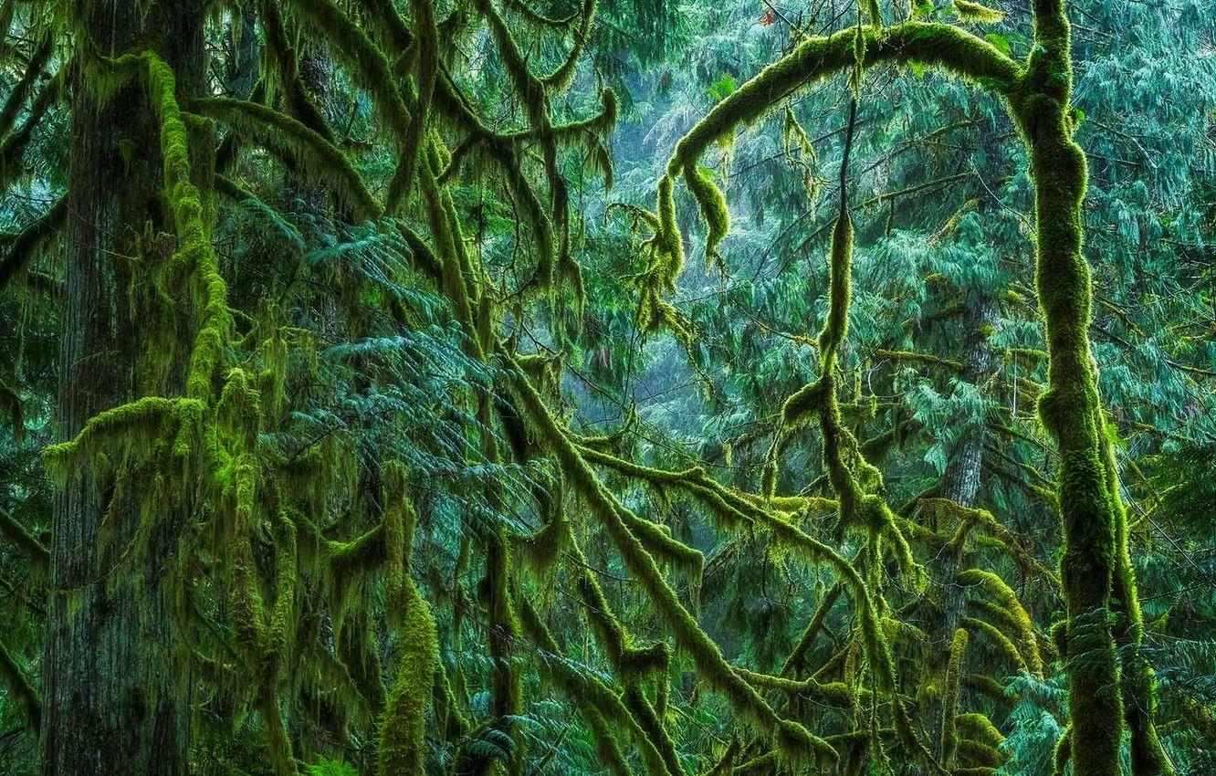 1332x850 Wallpaper forest, moss, Canada, British Columbia, Vancouver island