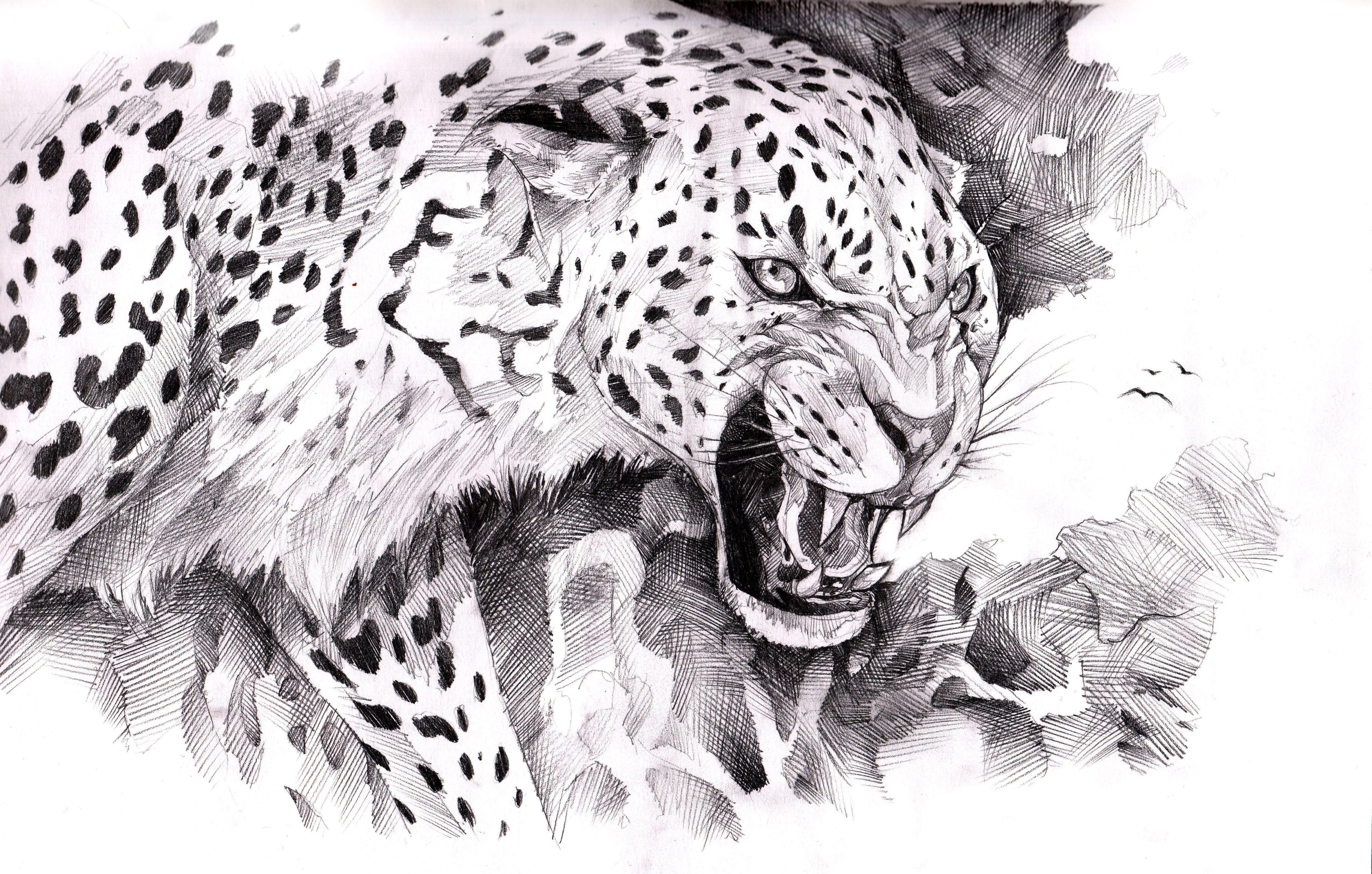 4955x3156 Cats: Painting Art Animals Jaguar Minimalist Cat Wallpaper for HD