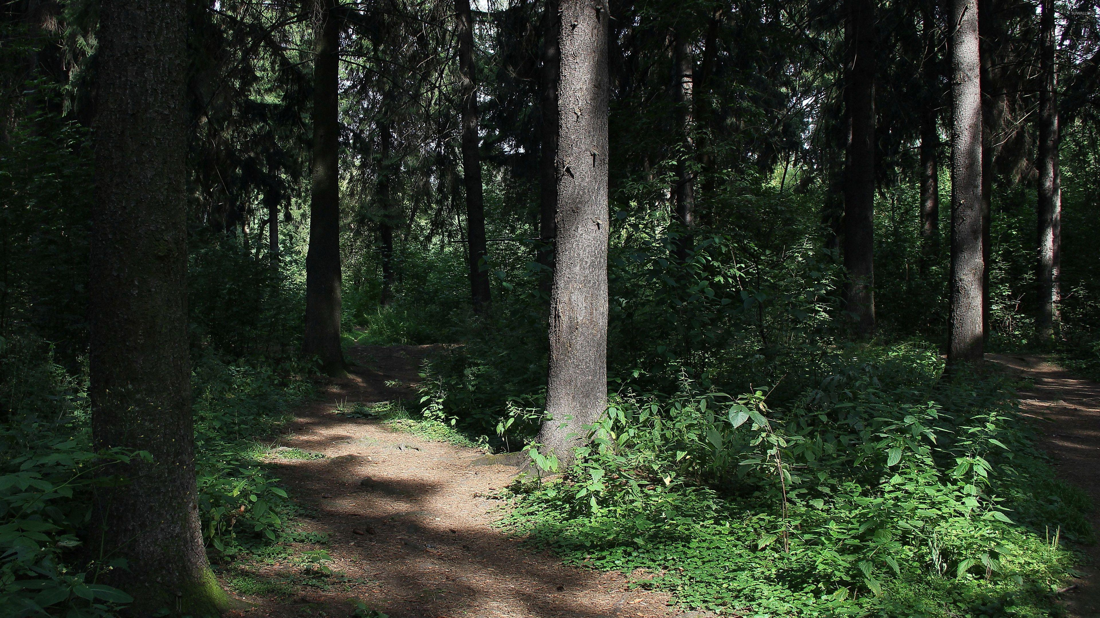 Thick Wallpapers Top Free Thick Backgrounds WallpaperAccess