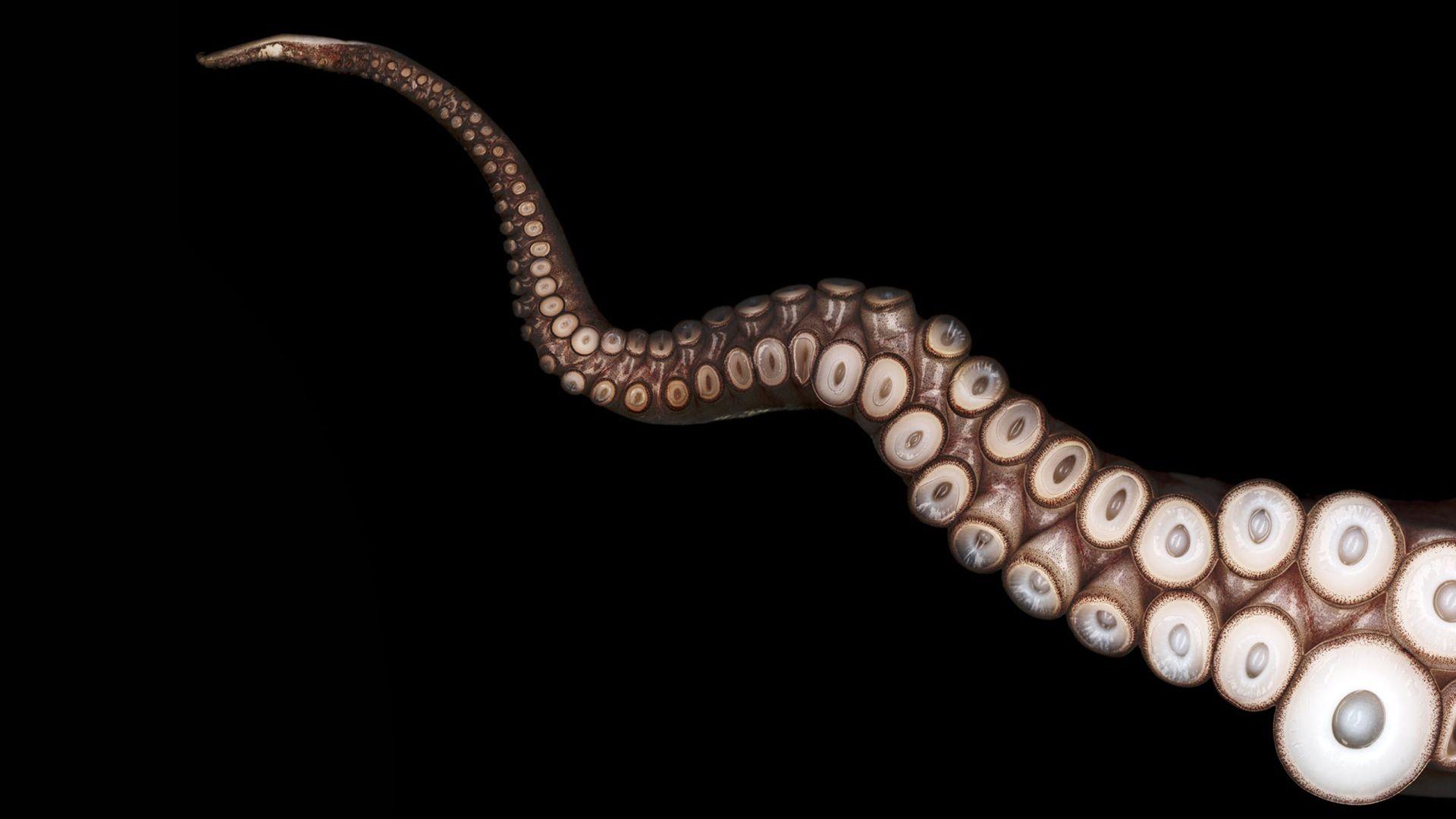 1920x1080 Octopus Wallpaper Animal Spot