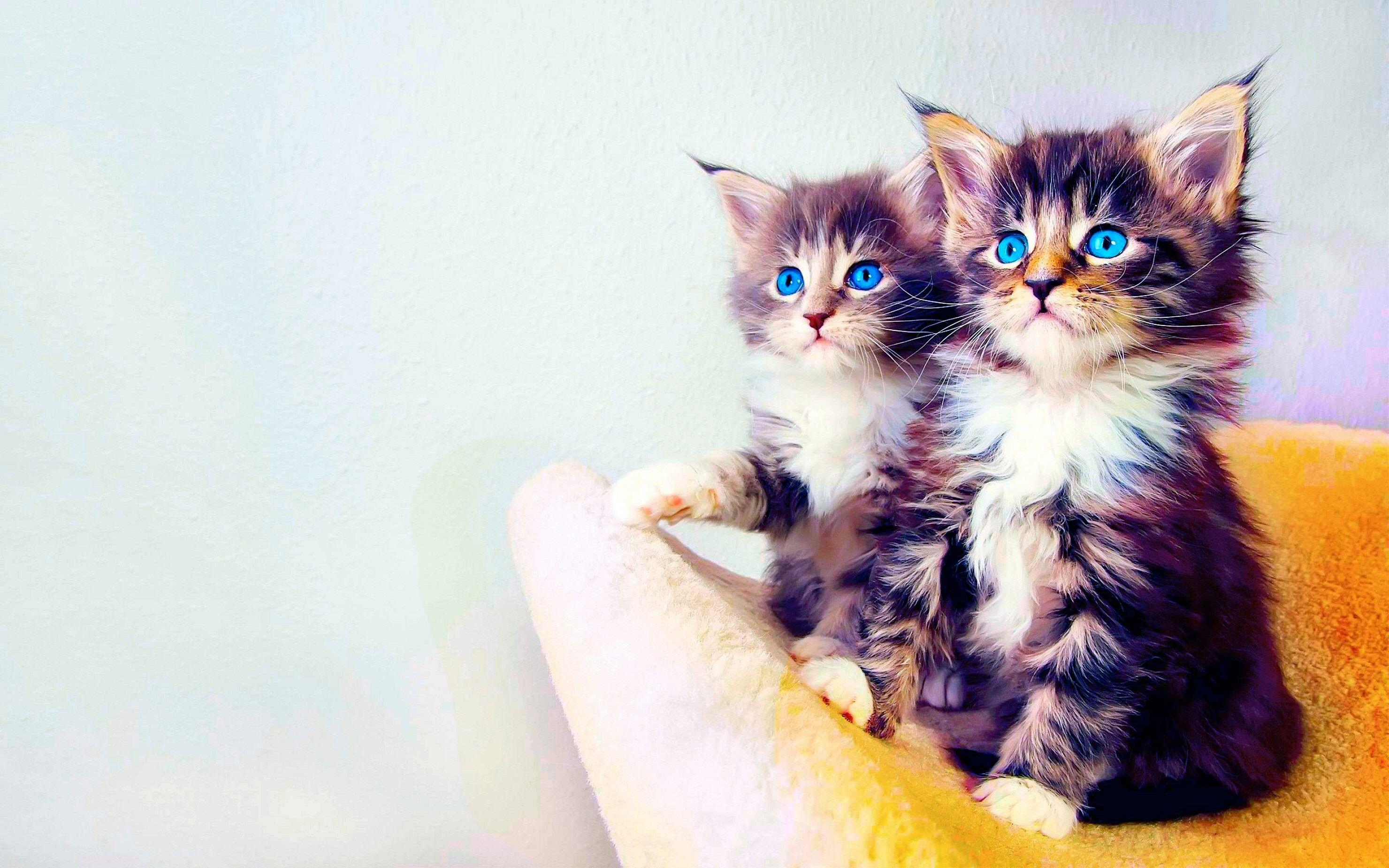 2960x1850 Adorable Baby Cat Cat Background Wallpaper