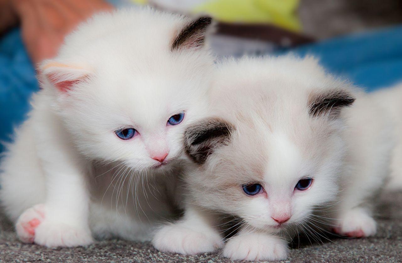 1280x837 Desktop Wallpaper kitty cat cat Two White Animals