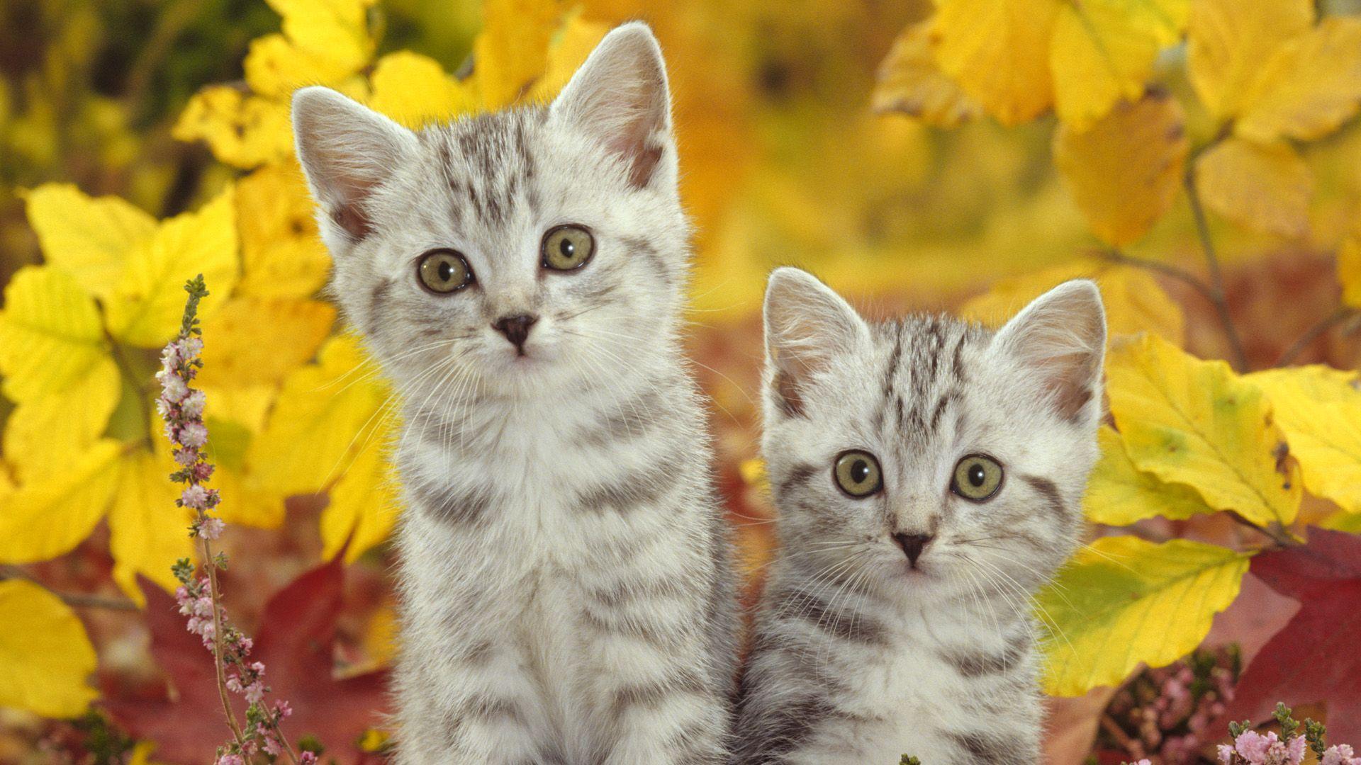 Two Cats Wallpapers - Top Free Two Cats Backgrounds - WallpaperAccess